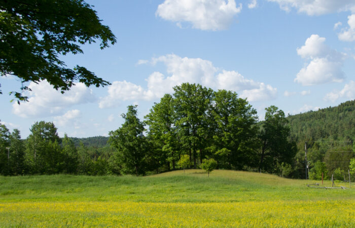 If we open the garden next summer in mid-June, we might see this field of buttercups. If we open the garden next summer in mid-June, we might see this field of buttercups.