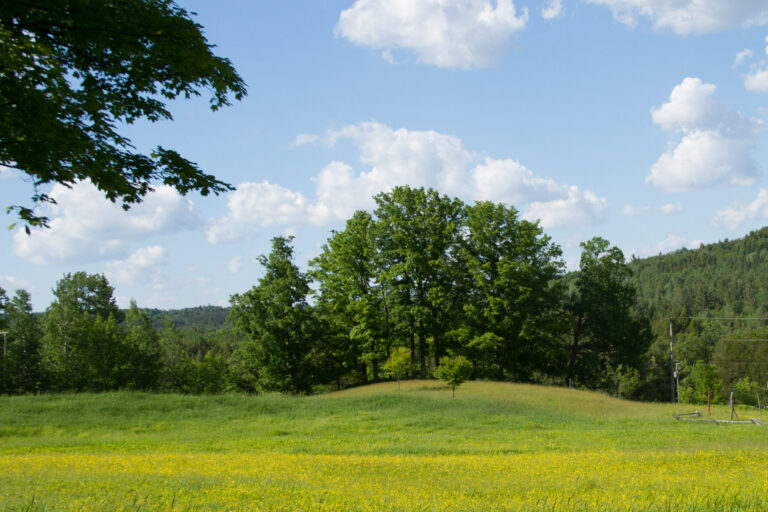 If we open the garden next summer in mid-June, we might see this field of buttercups. If we open the garden next summer in mid-June, we might see this field of buttercups.