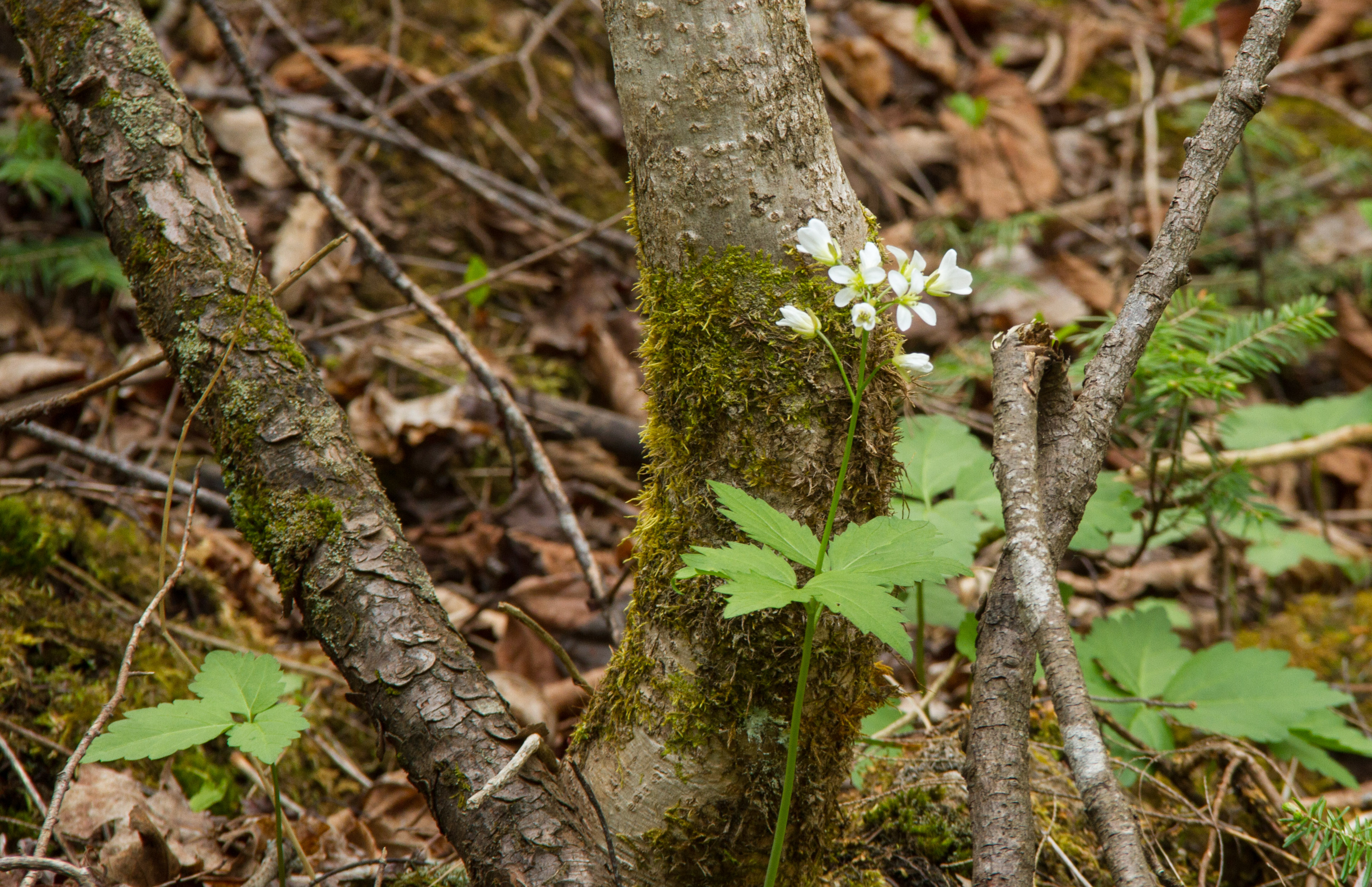 This photo shows the favoured environment of Cardamine diphylla, in moist woodlands.