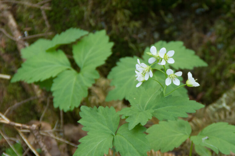 cardamine diphylla (1 of 1) cardamine diphylla (1 of 1)