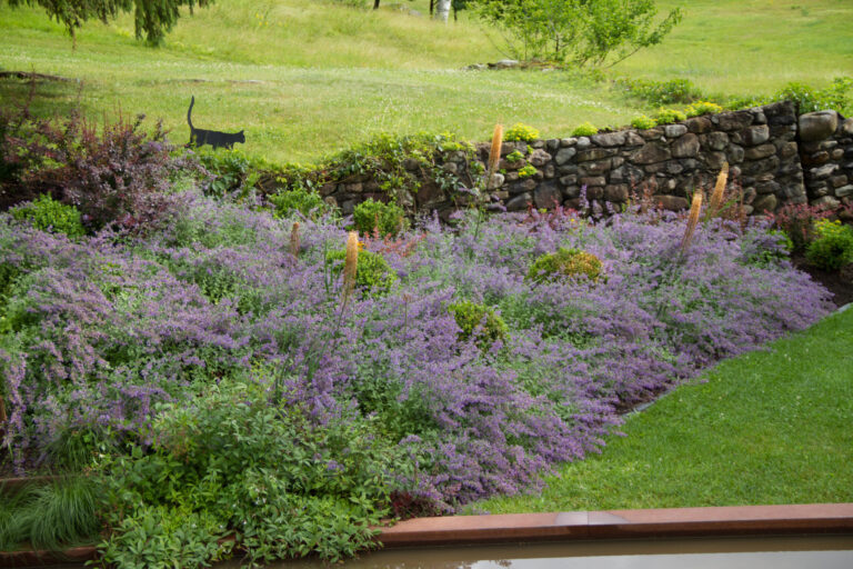 nepeta (1 of 1)
