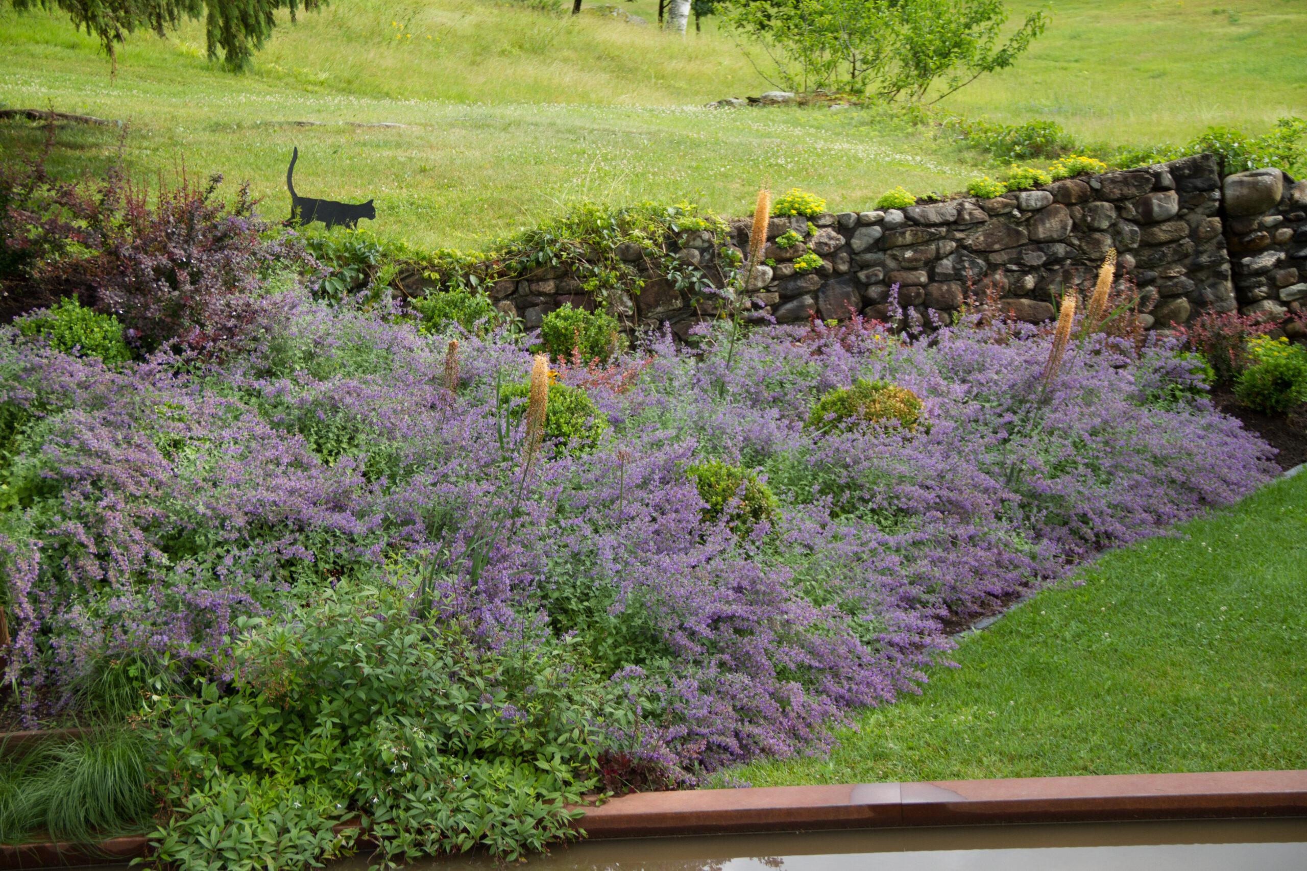 nepeta (1 of 1) nepeta (1 of 1)