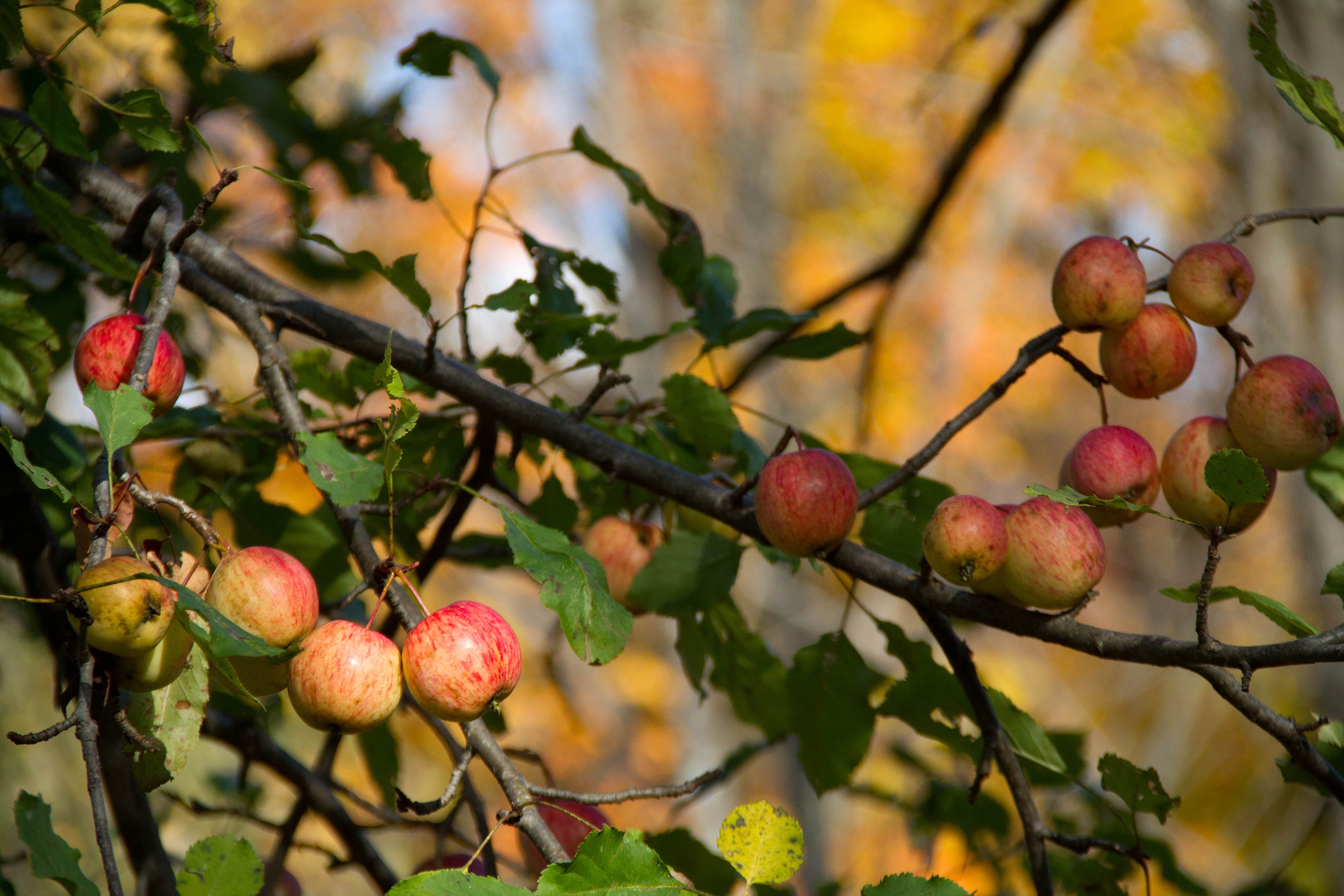 The old apple trees are still producing lots and lots of apples.