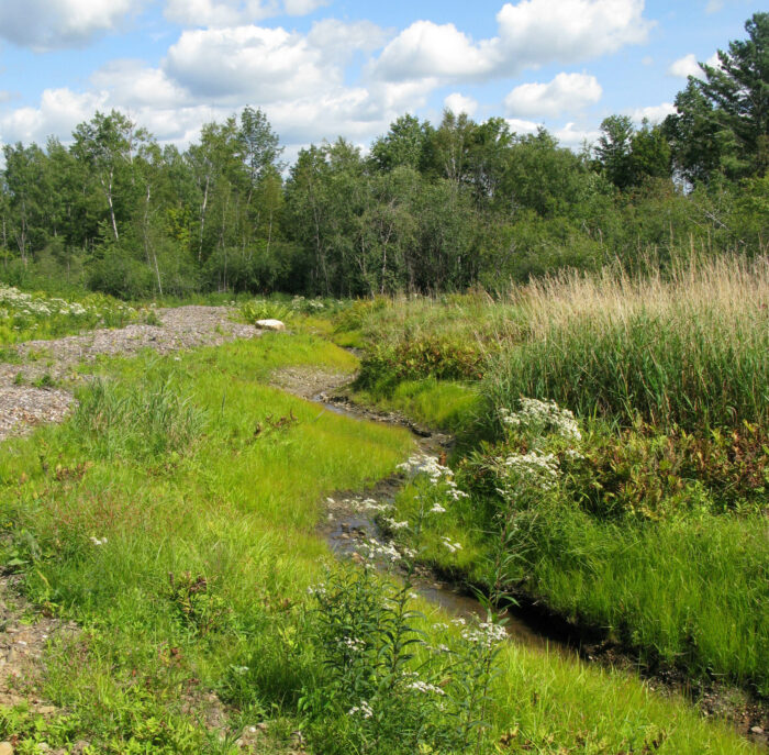 This is how the water meadow looked in 2009 after we first cut a path through it.