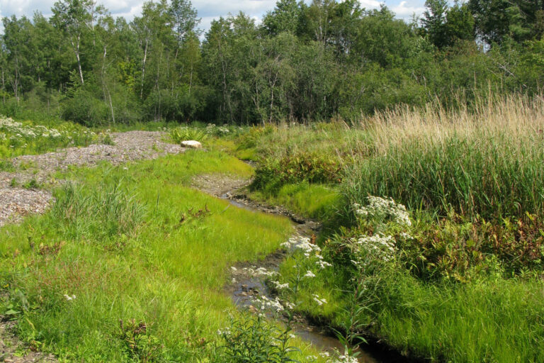 This is how the water meadow looked in 2009 after we first cut a path through it.
