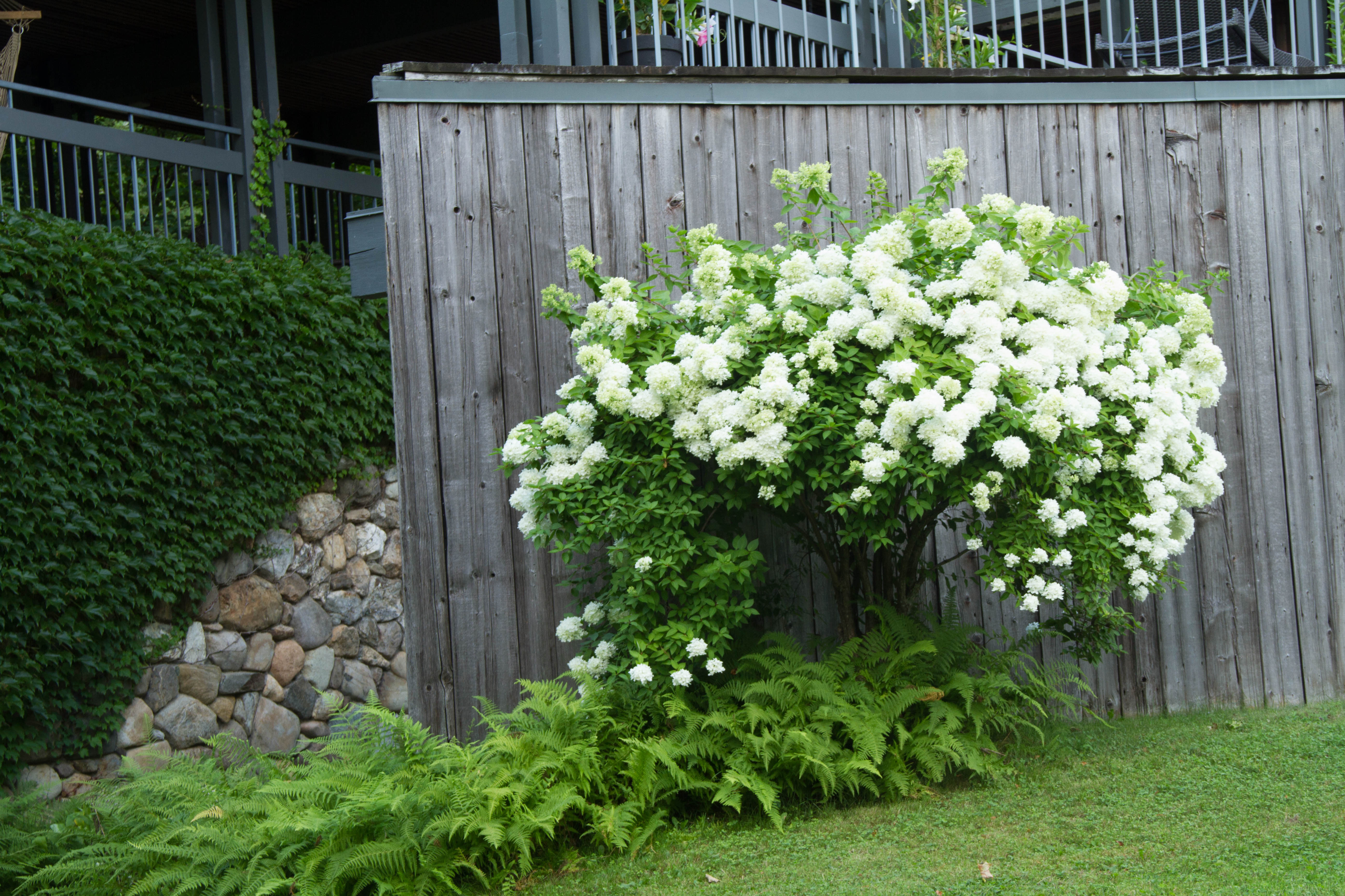 This peegee hydrangea (more properly called Hydrangea paniculata 'Grandiflora') is one of the most cold-hardy varieties. It was here when we moved into the house 22 years ago.