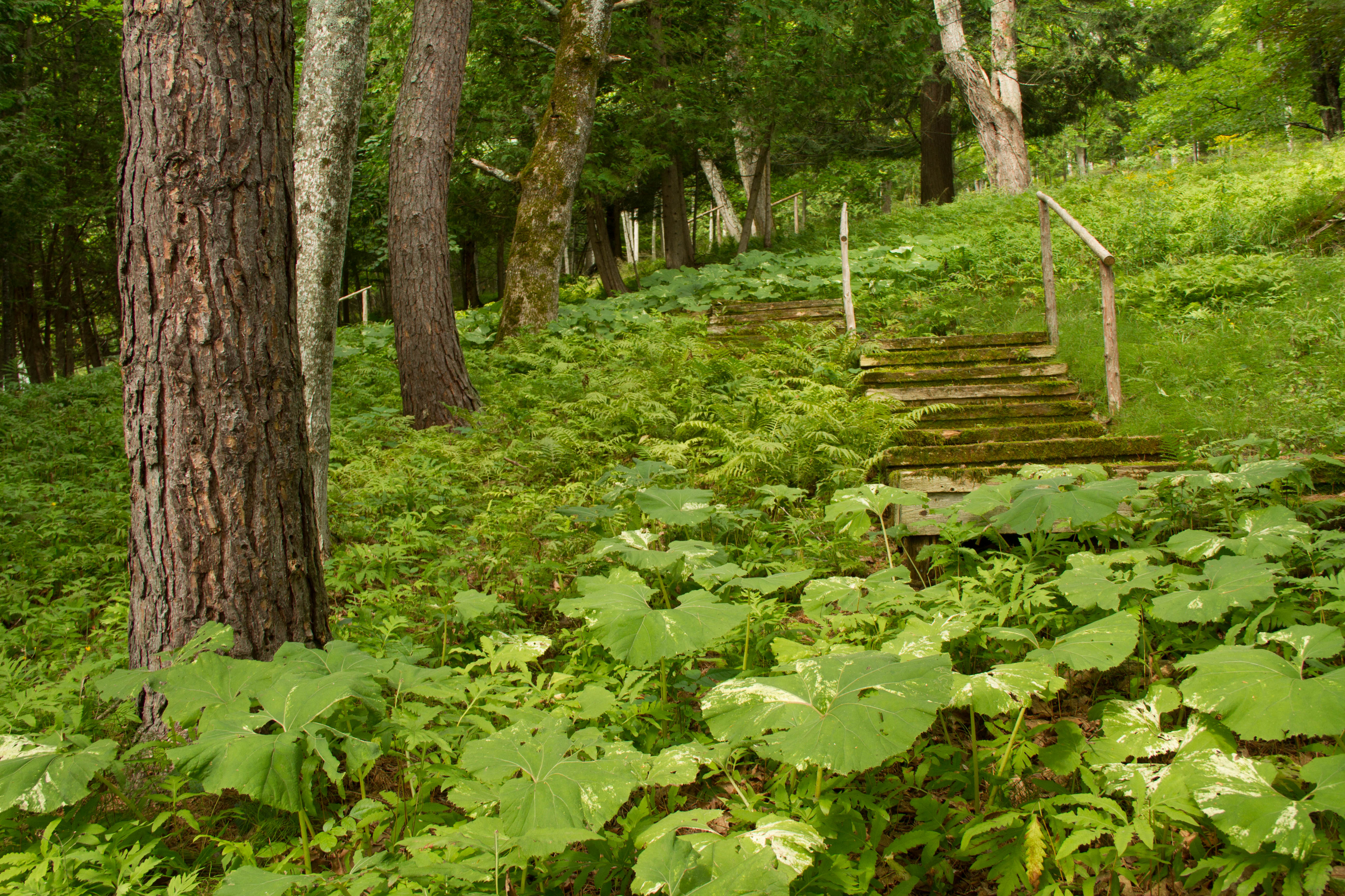 A variegated Petasites lines these steps through a section of woods.