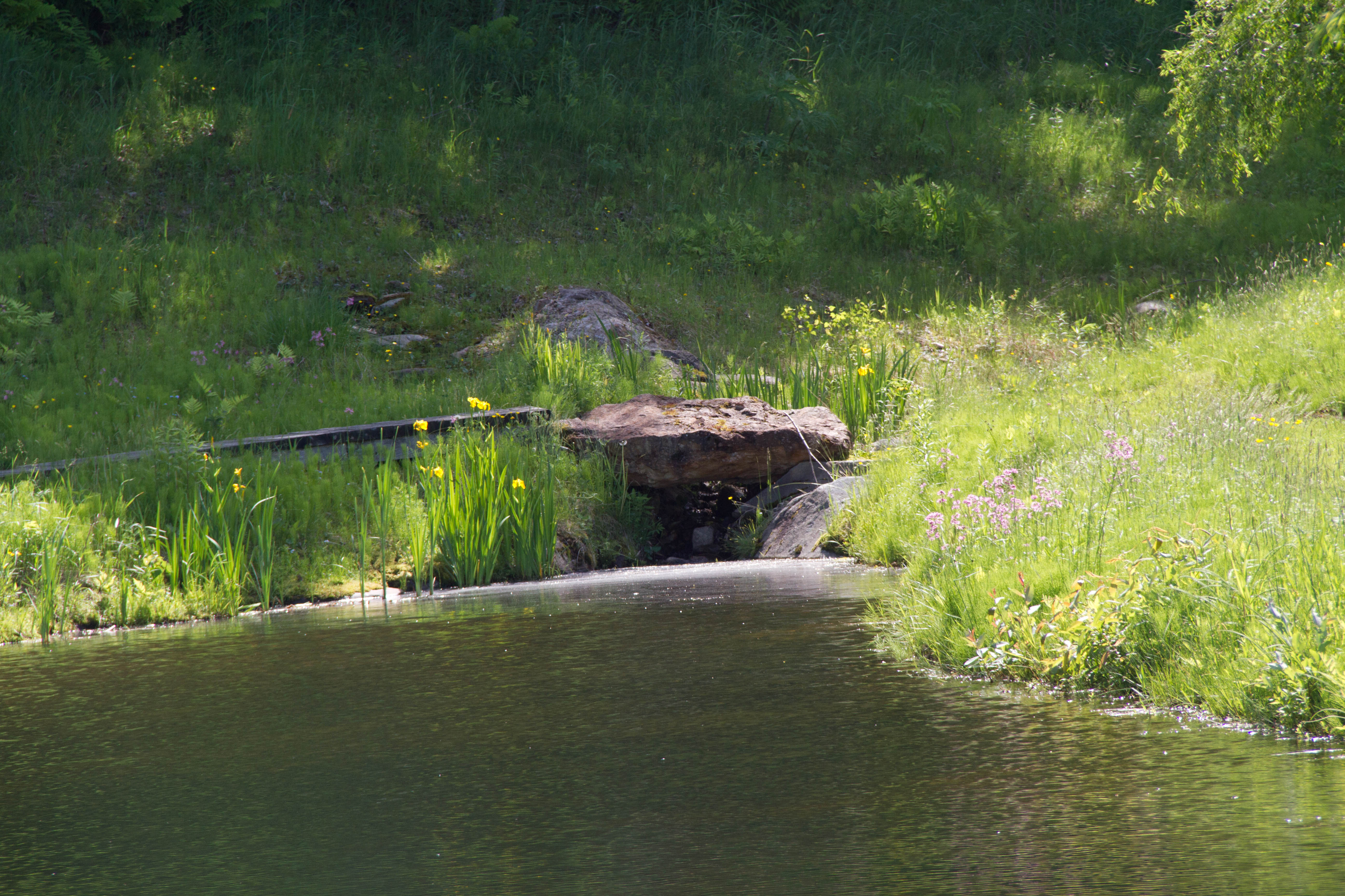 We uncovered this rock when we dug the pond. My friend Myke suggested that it become a bridge.