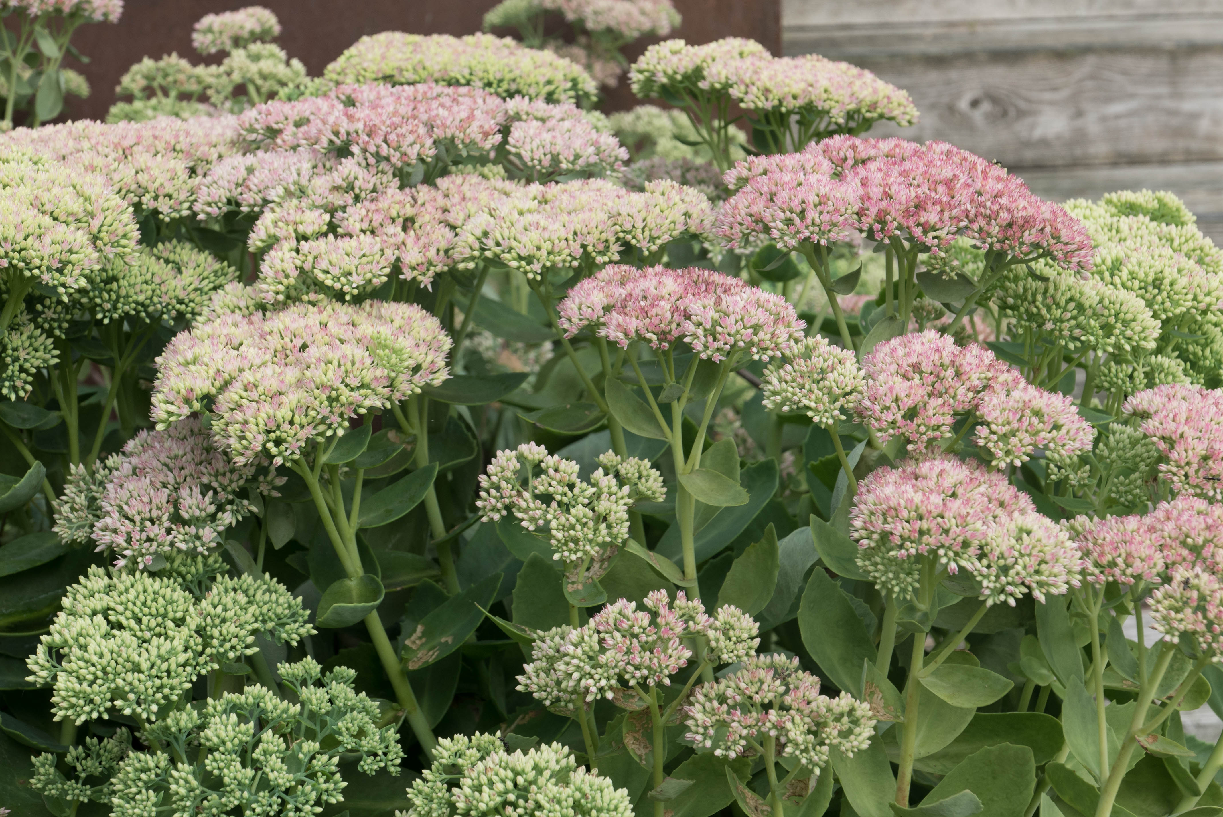 In full bloom, the sedum is covered with happy bees.