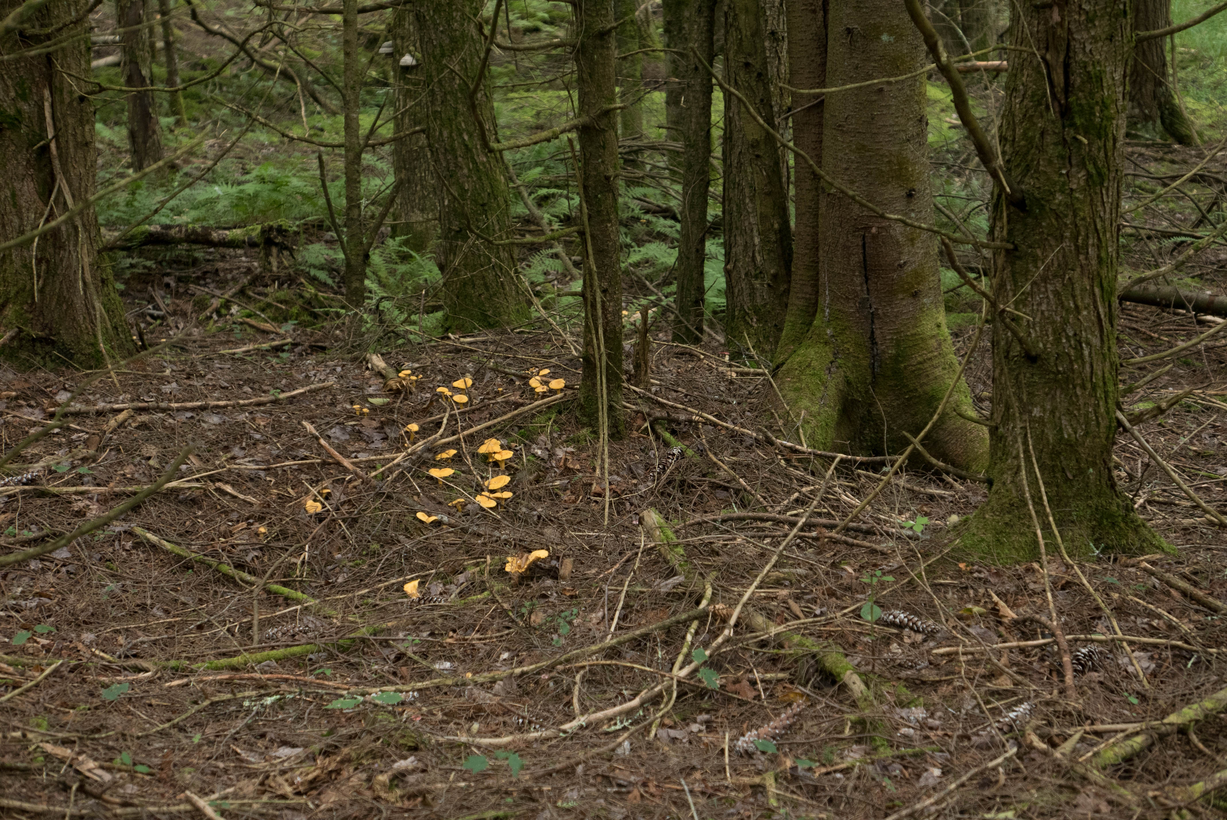 The woods are full of chanterelles this year. And they are later than usual.