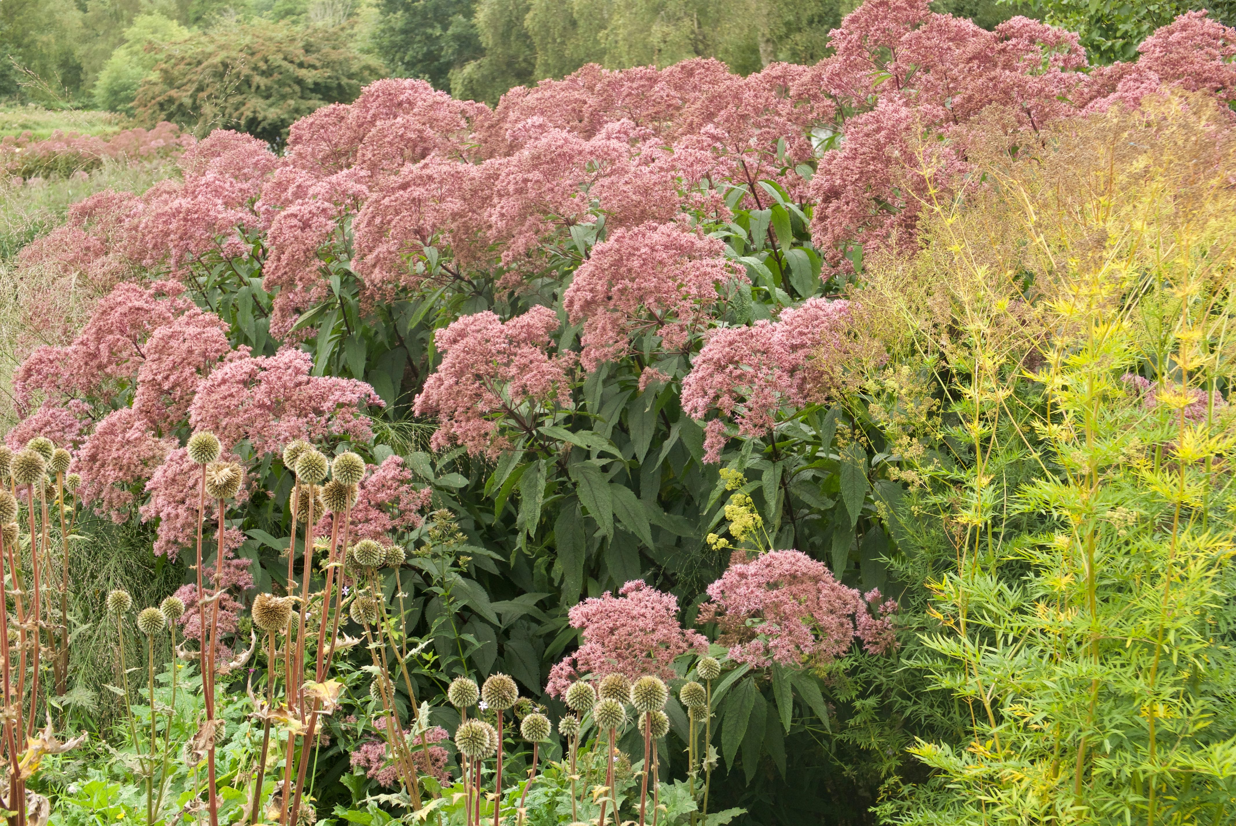 The flowers on these Eupatorium purpureum were larger than any I've ever seen.