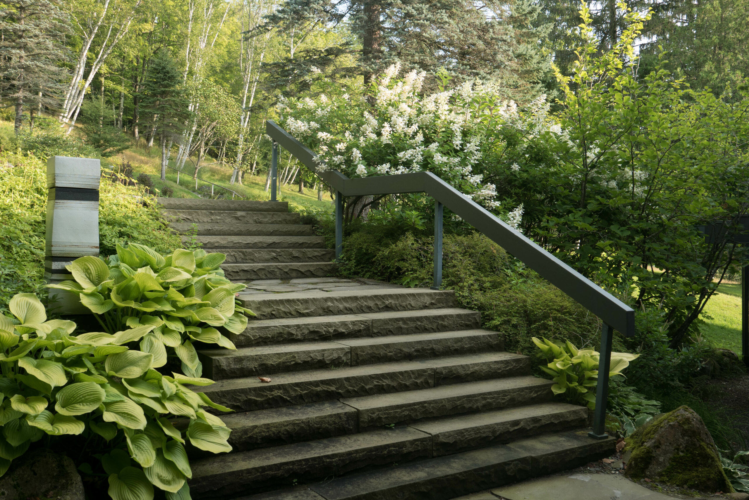 The hydrangea by the front steps always blooms well.