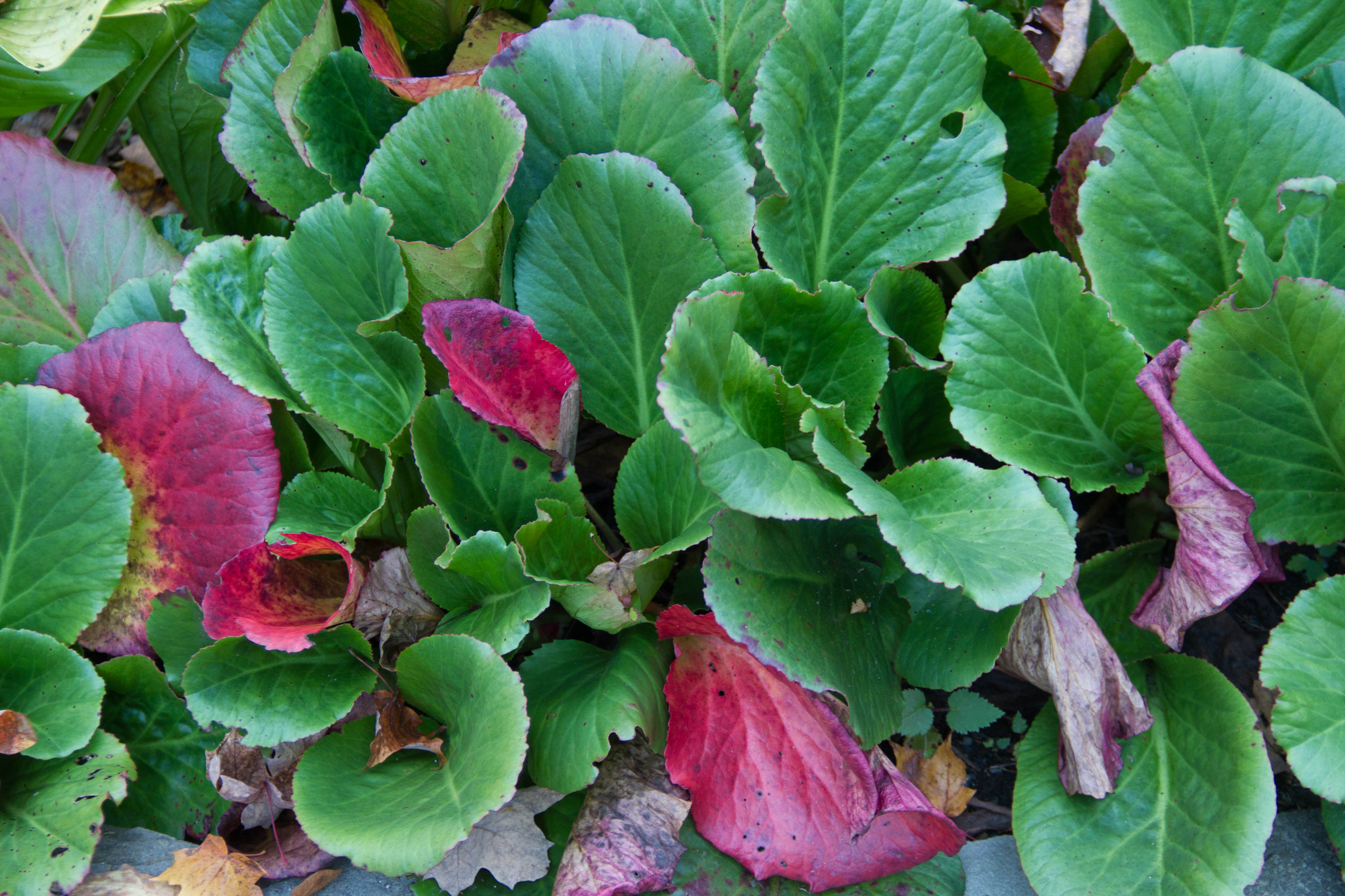 Bergenia leaves present themselves as Christmas colours, red and green.