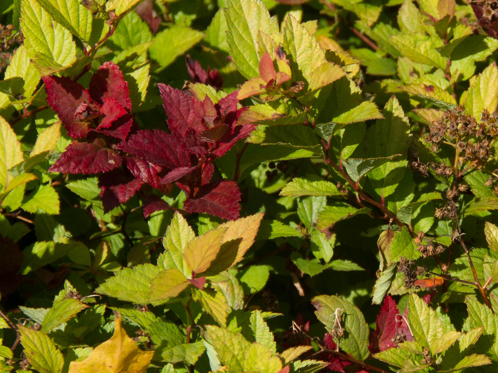 The reds, yellows and greens of Spirea japonica 'Magic Carpet' take us for an autumn ride.