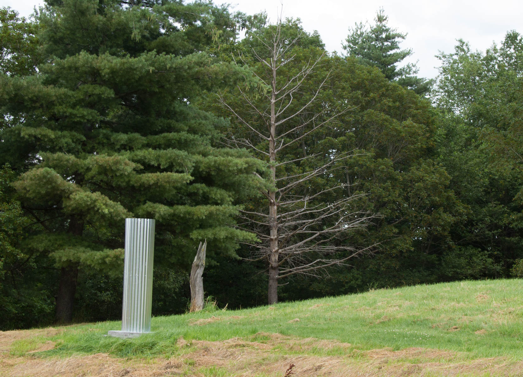 The dead pine and the tree stump were part of the inspiration for this section.