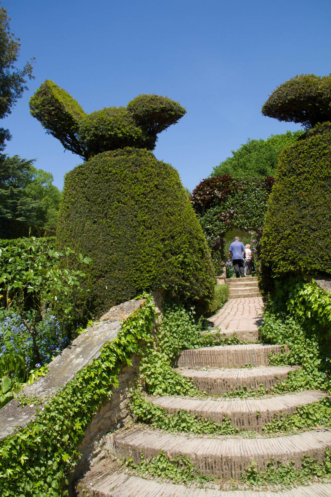 Lawrence lJohnston used topiary to great effect in his garden, Hidcote, the first garden in England to be taken over by the National Trust.