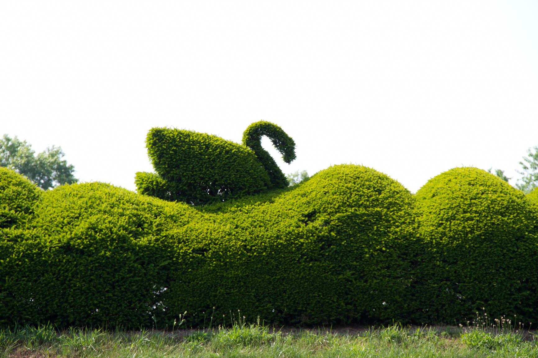 Consider the time that went into shaping this fine piece of topiary, and the skill that was needed to do it. Quite impressive!