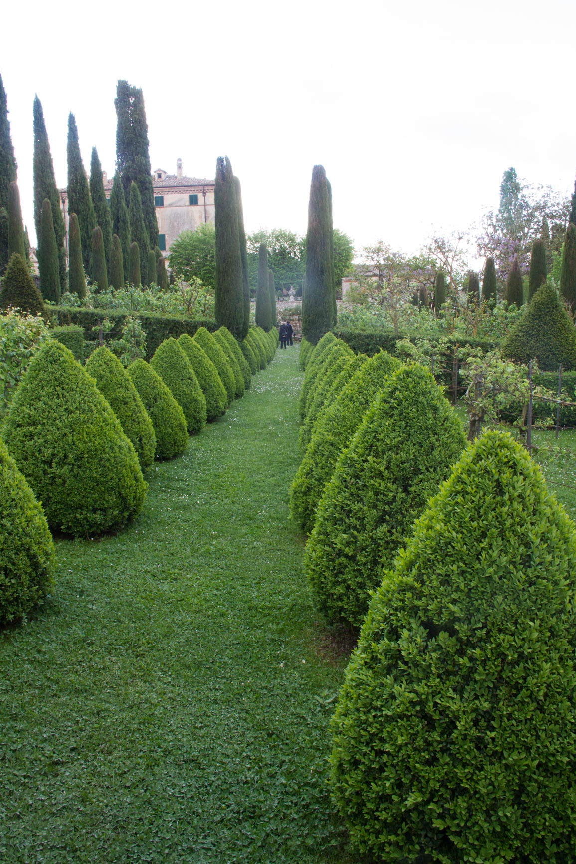 A walkway lined with well-clipped cones forms a pathway at the Italian garden at Villa Cetinale. 