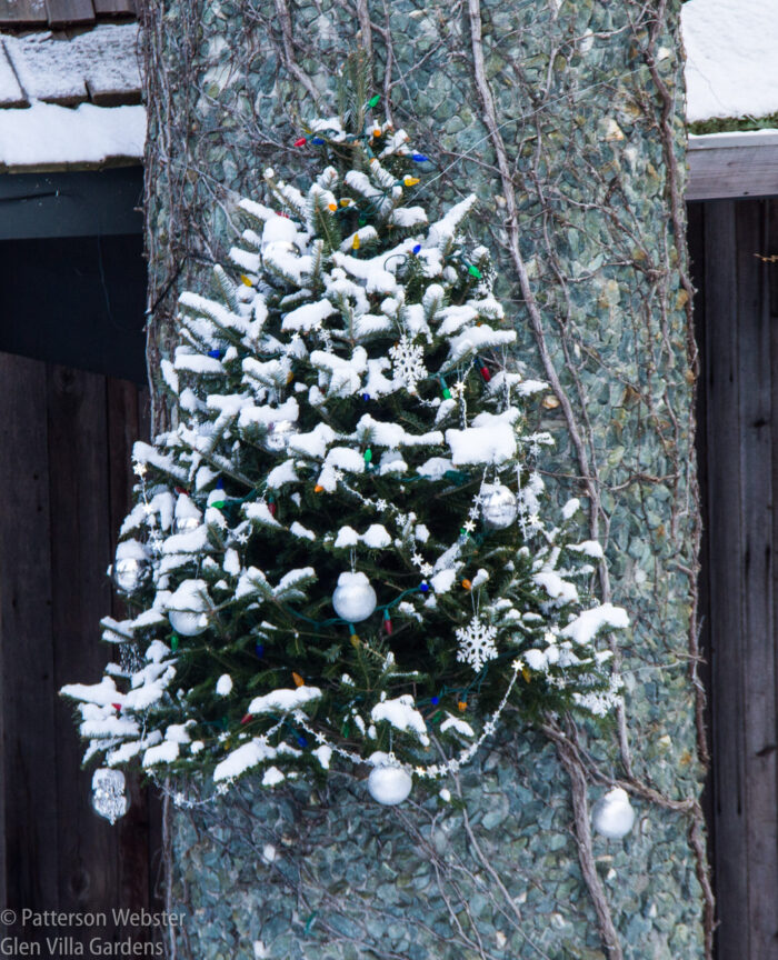 This little spruce tree is attached to the chimney stack. Some years I put up this tree, other years a wreath. The tree takes less work.