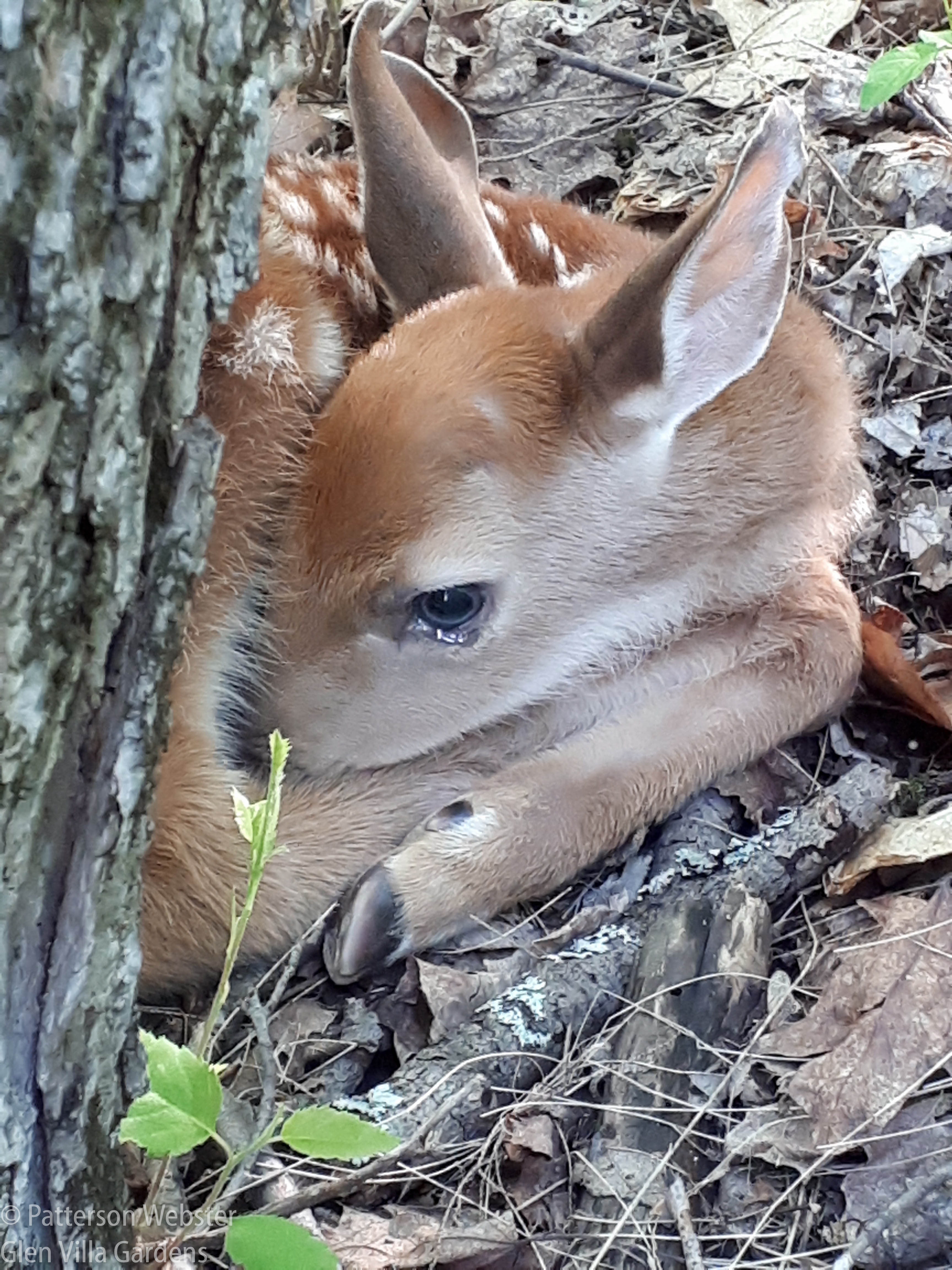 My son and grandson spotted this fawn very shortly after the baby was born.