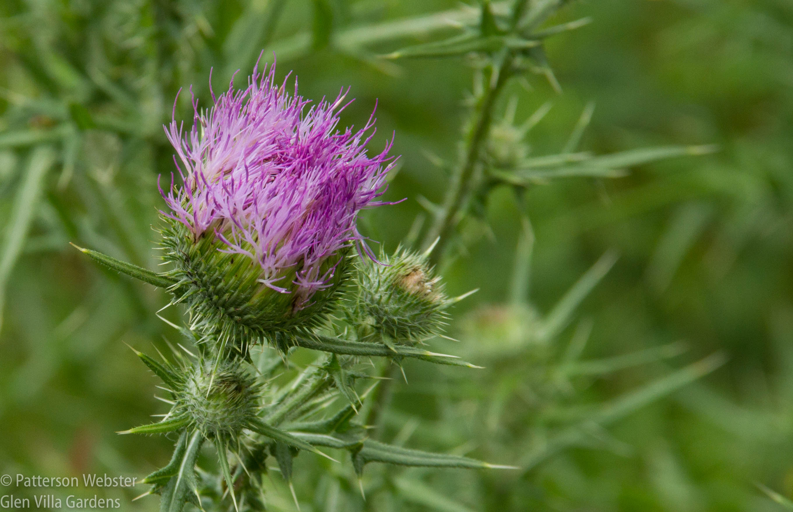 Canadian thistle blooms in sunny spots.