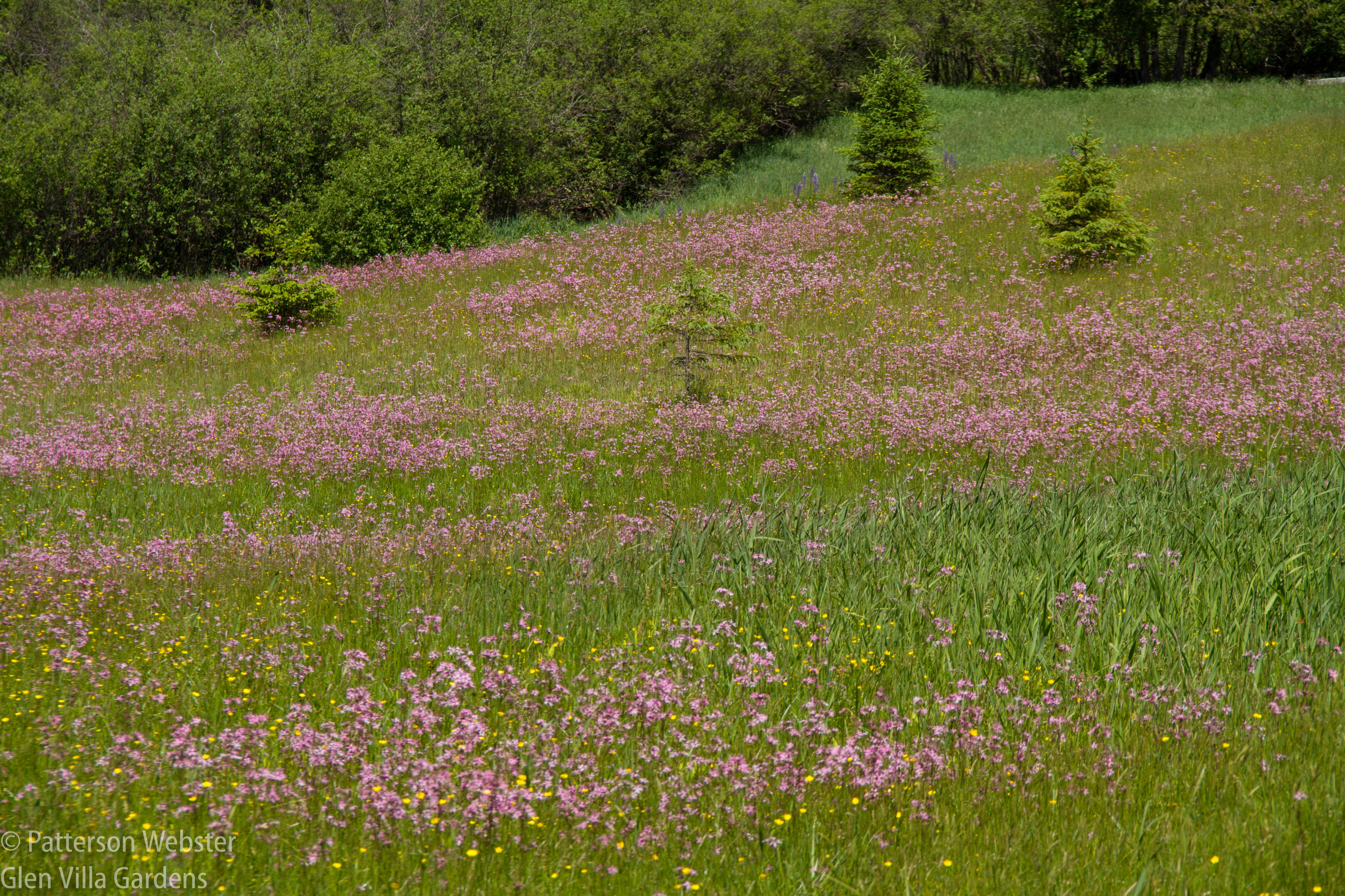 Ragged robin turns this field rosy pink.
