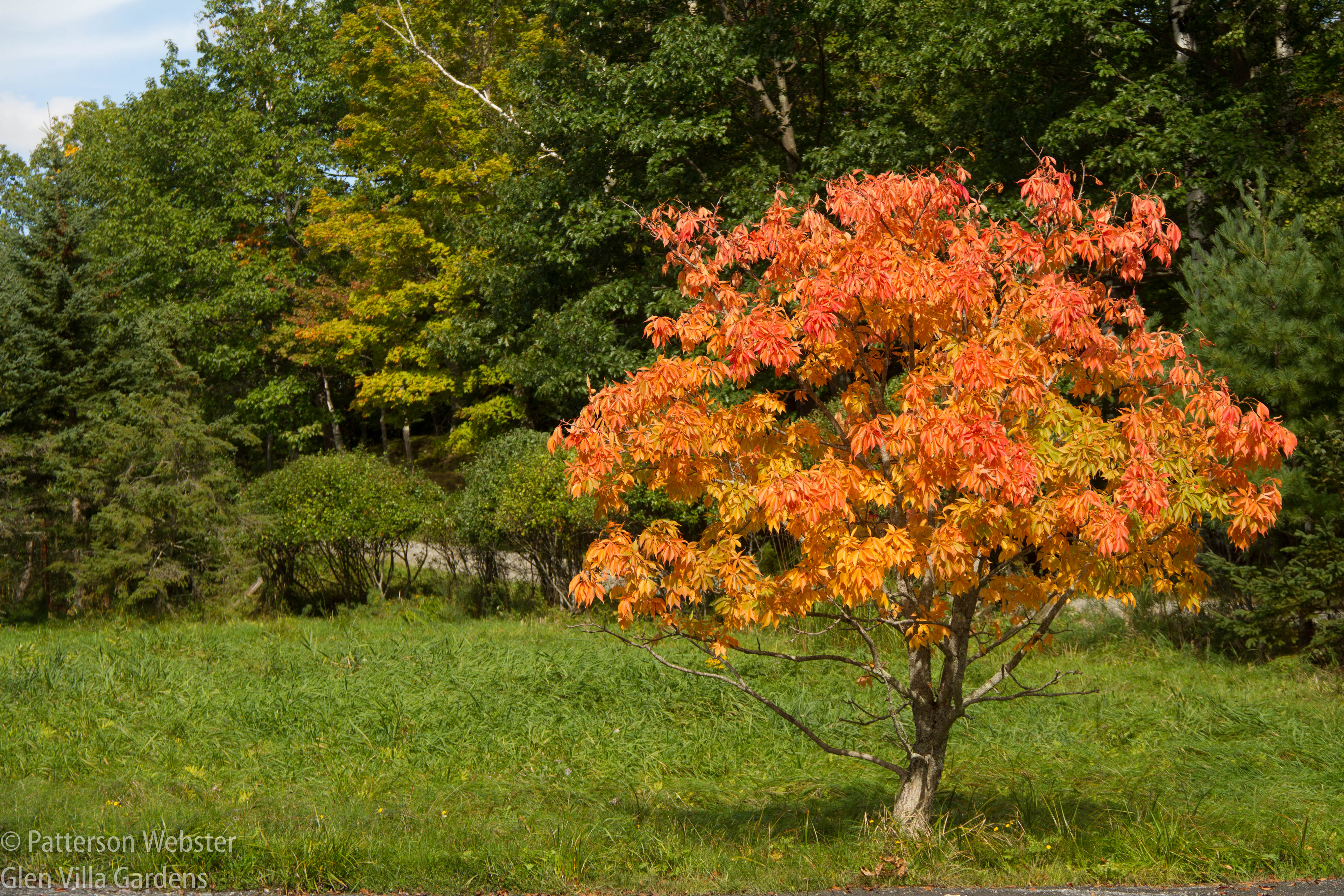 This tree is one of the first to change colour every year.