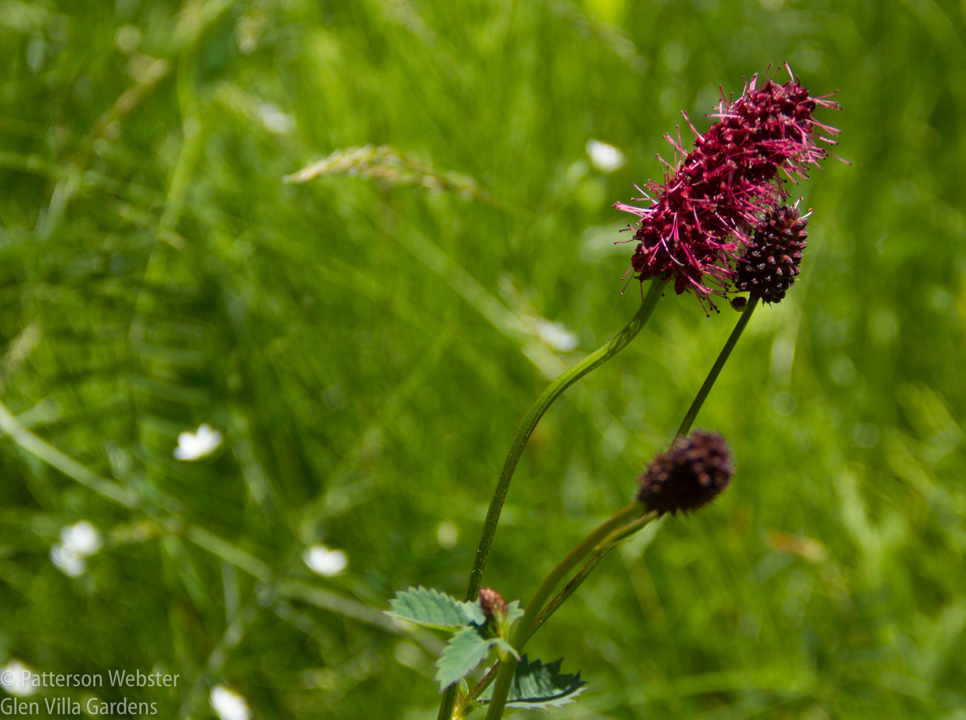 I started this Sanguisorba from seed many years ago.
