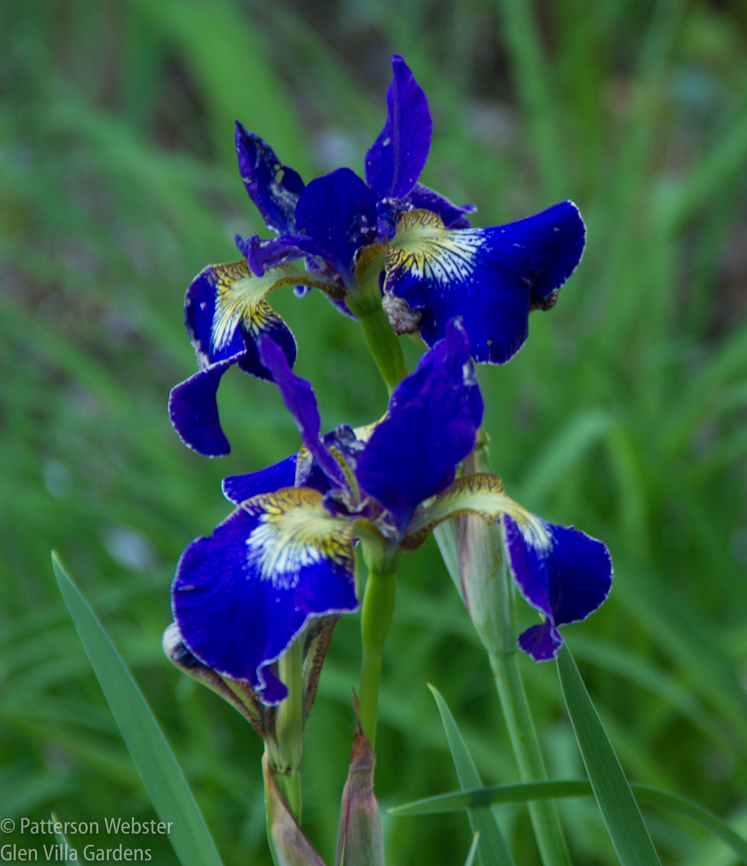 I wish I could remember the name of this Iris. The colour is stunning.