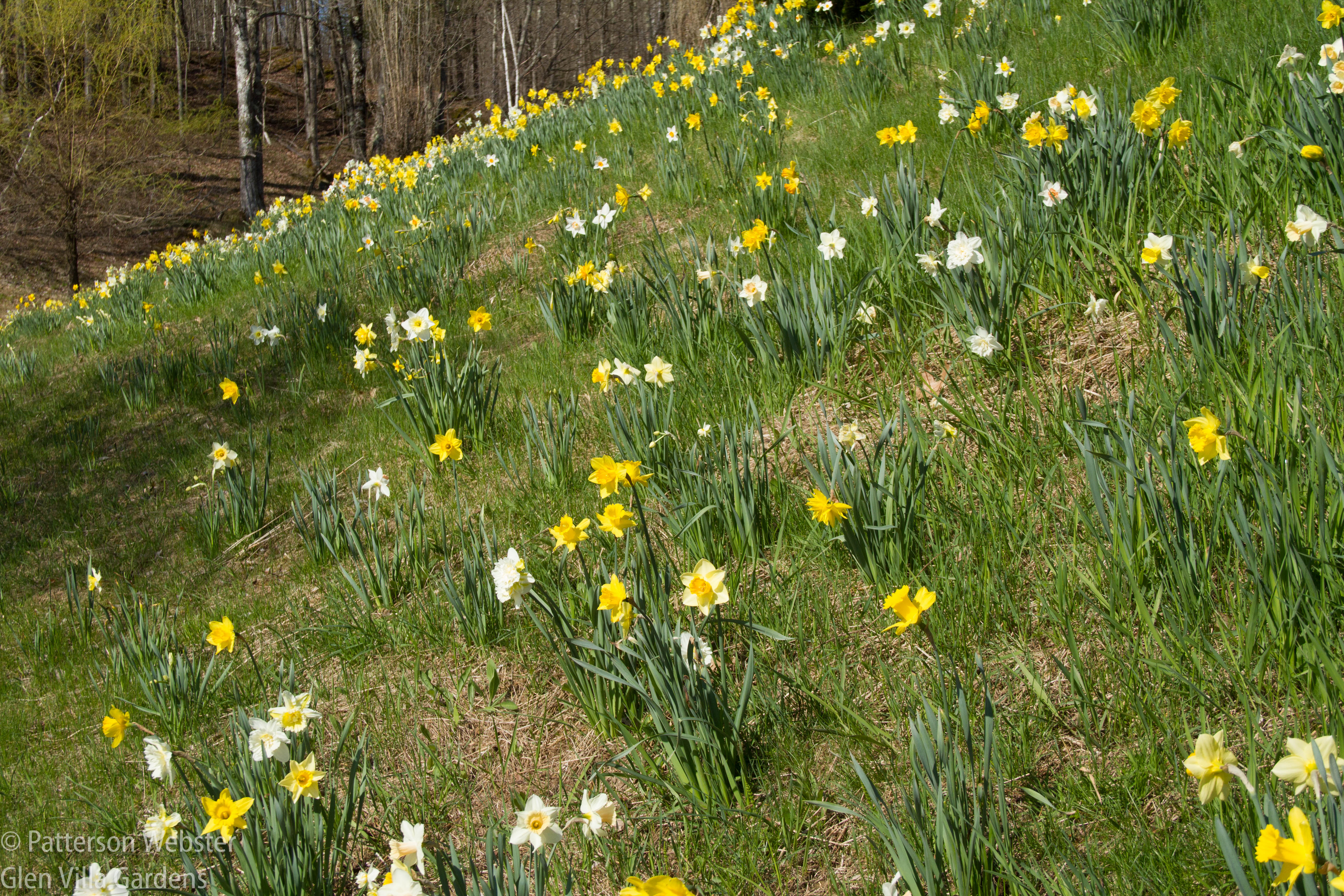 More daffodils crowd the hill above the Skating Pond.
