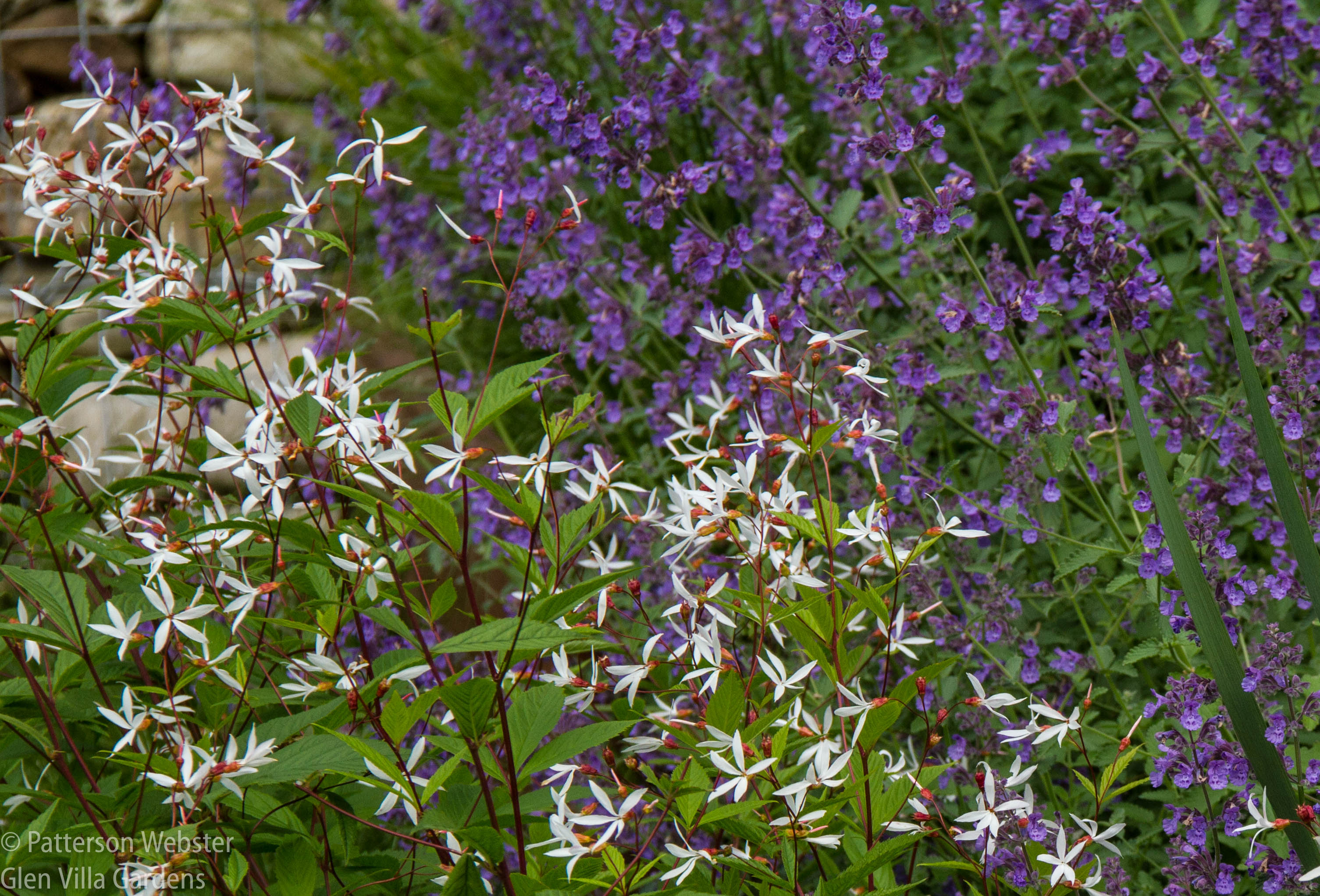 Gillenia trifoliata, or Bowman's root, contrasts nicely with Nepeta 'Walker's Low.'