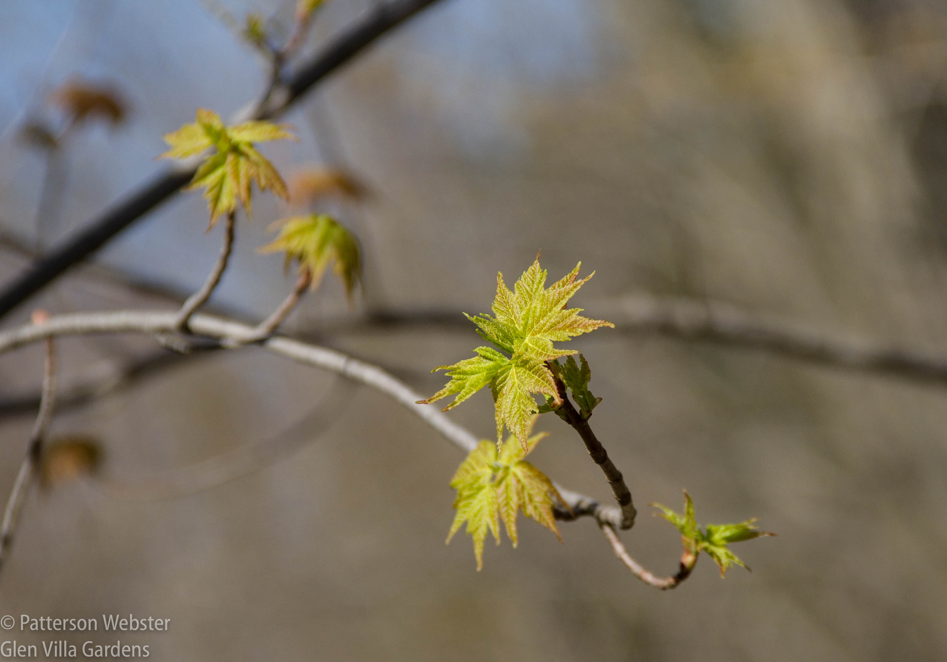 Maple leaves begin to open.