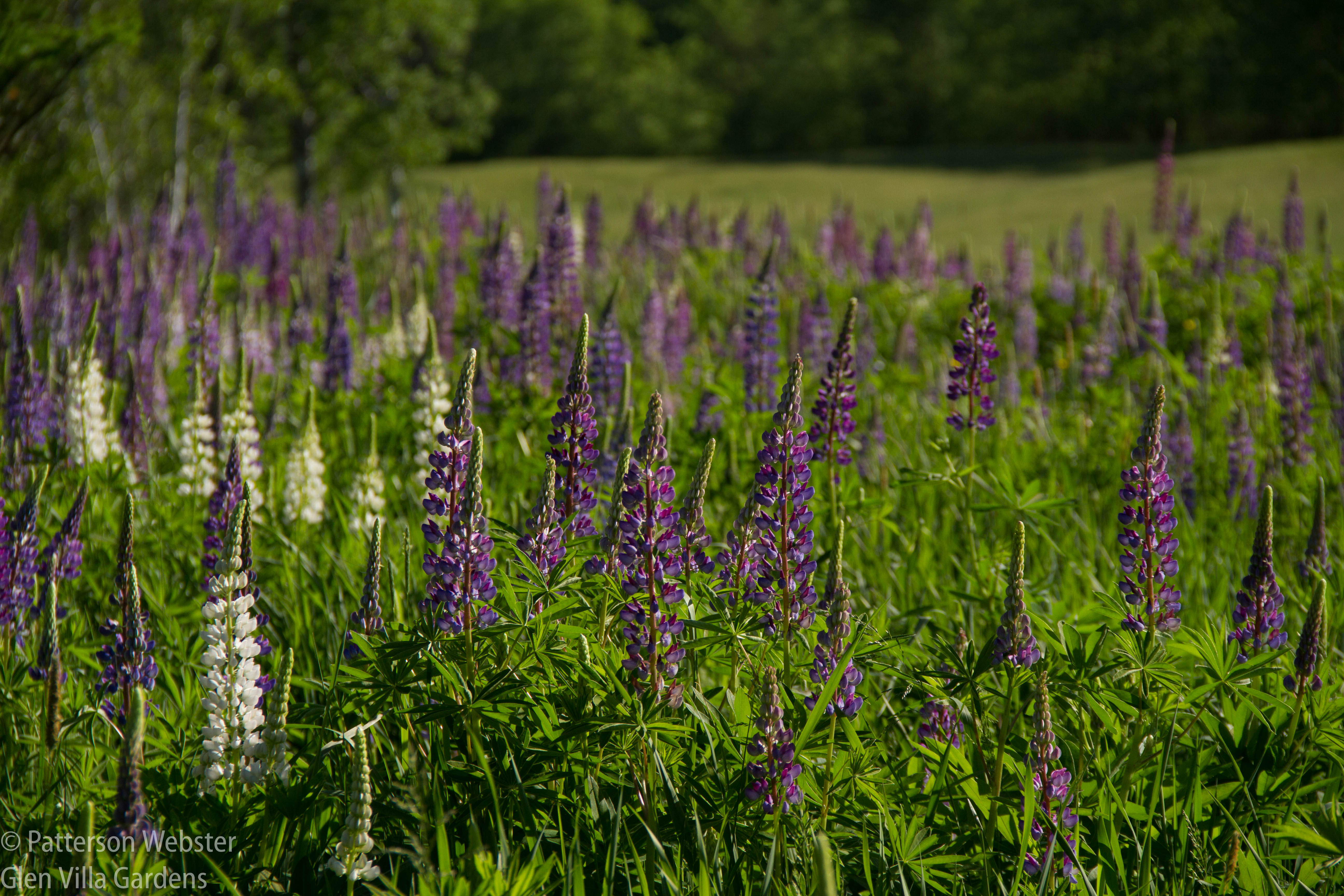 Lupins brighten the meadow and the edge of a field in late June and early July.