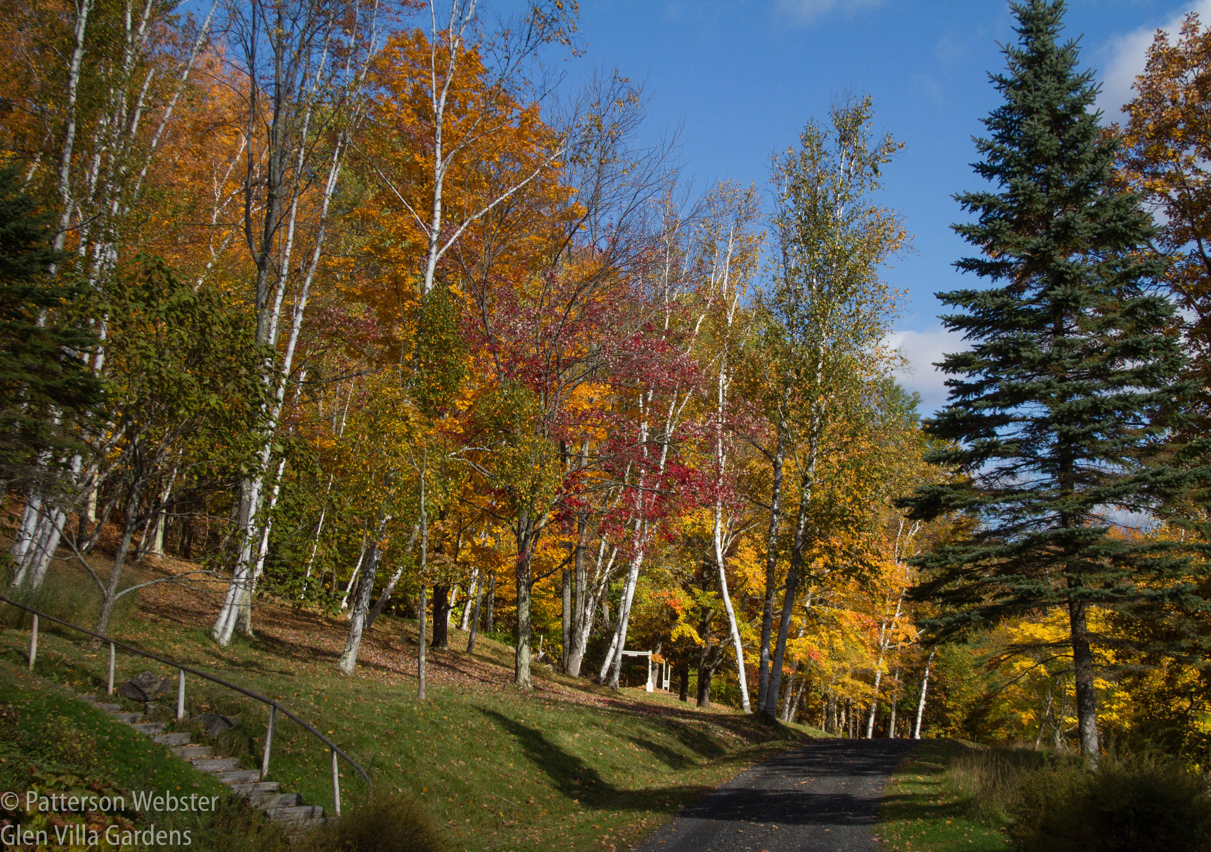 Trees begin to change colour along the driveway. 