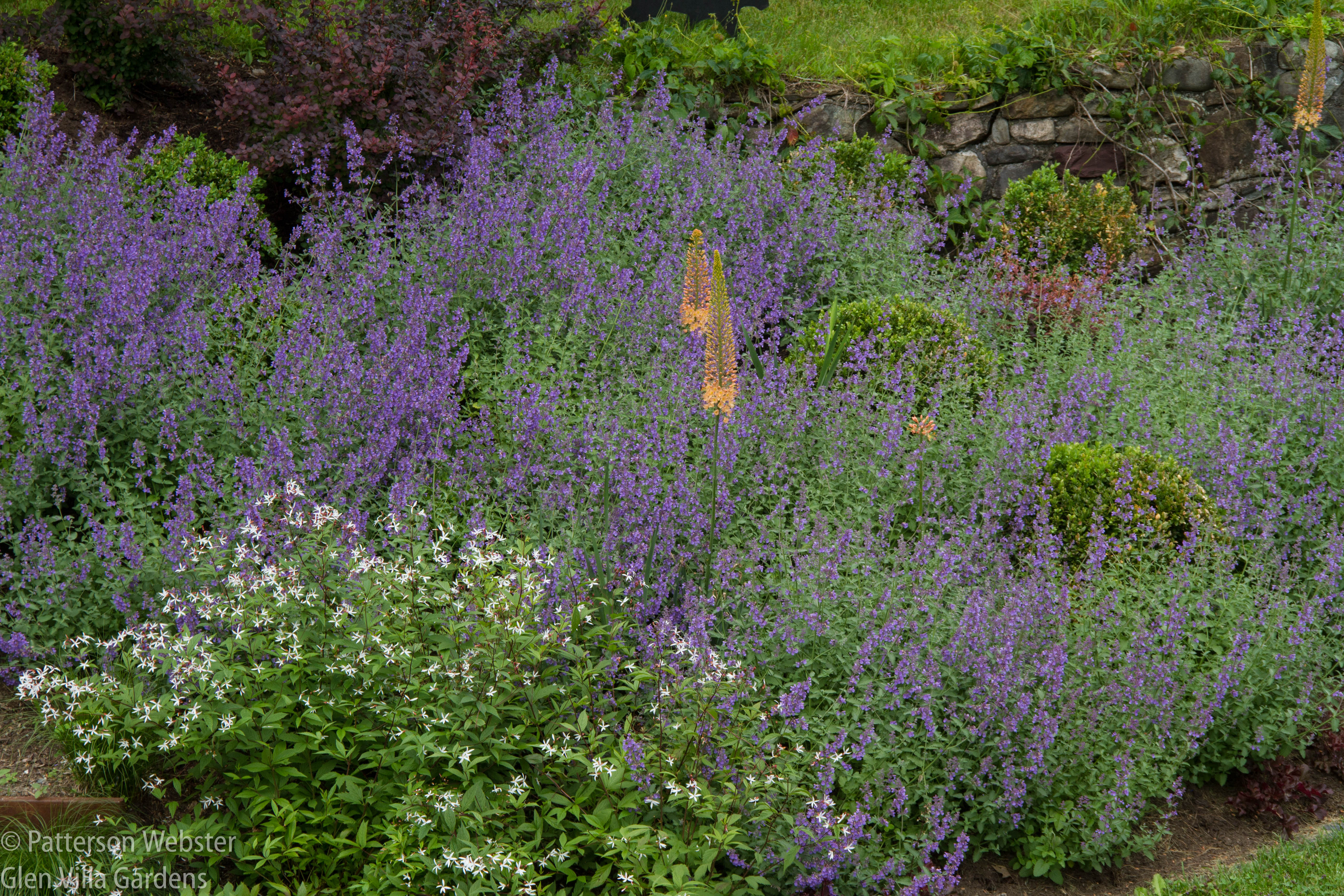Perhaps my favourite combination this year was the Eremurus 'Cleopatra' rising up from the Nepeta at the Aqueduct.