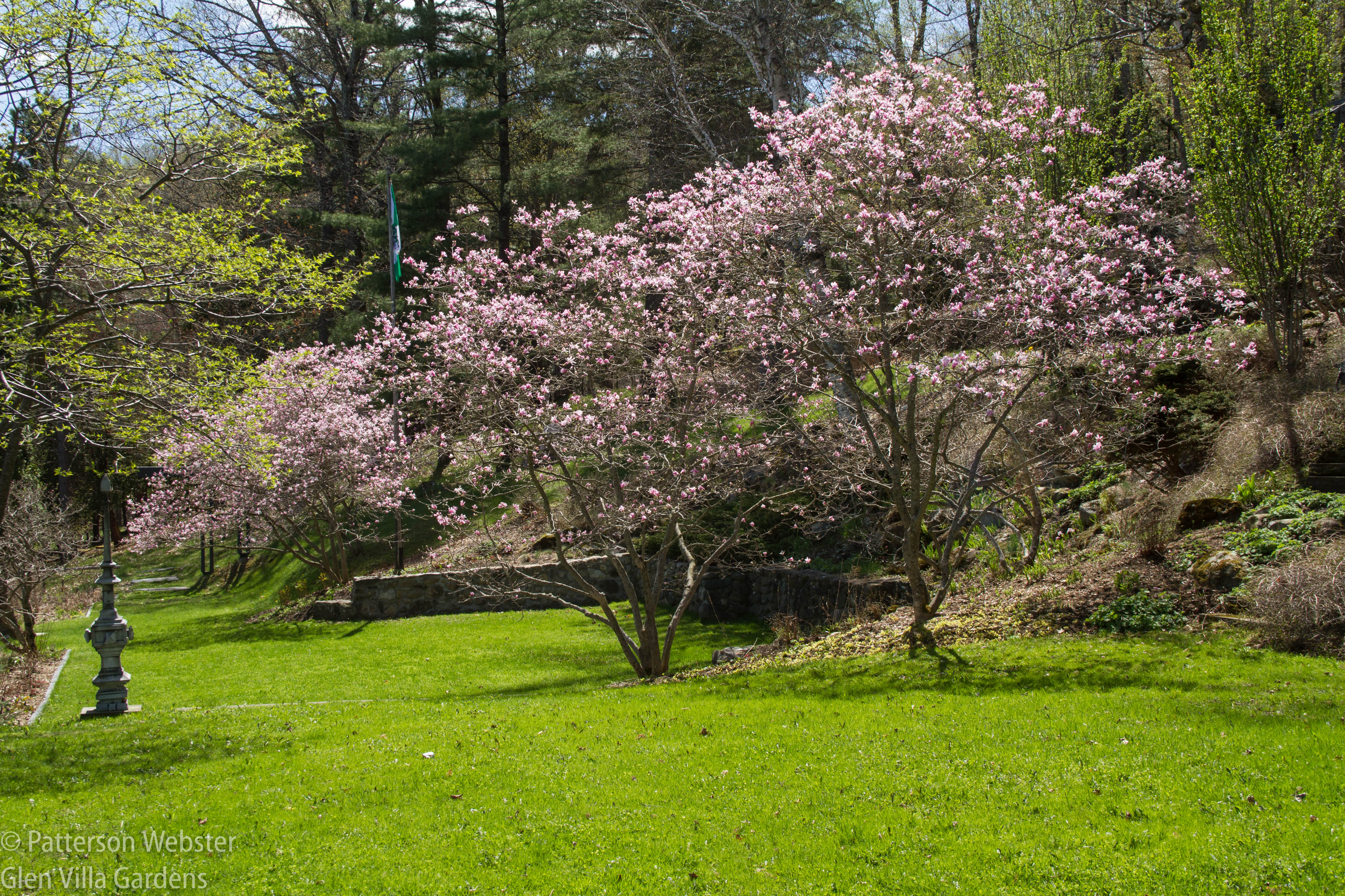 Magnolia trees bloom in the Lower Garden.