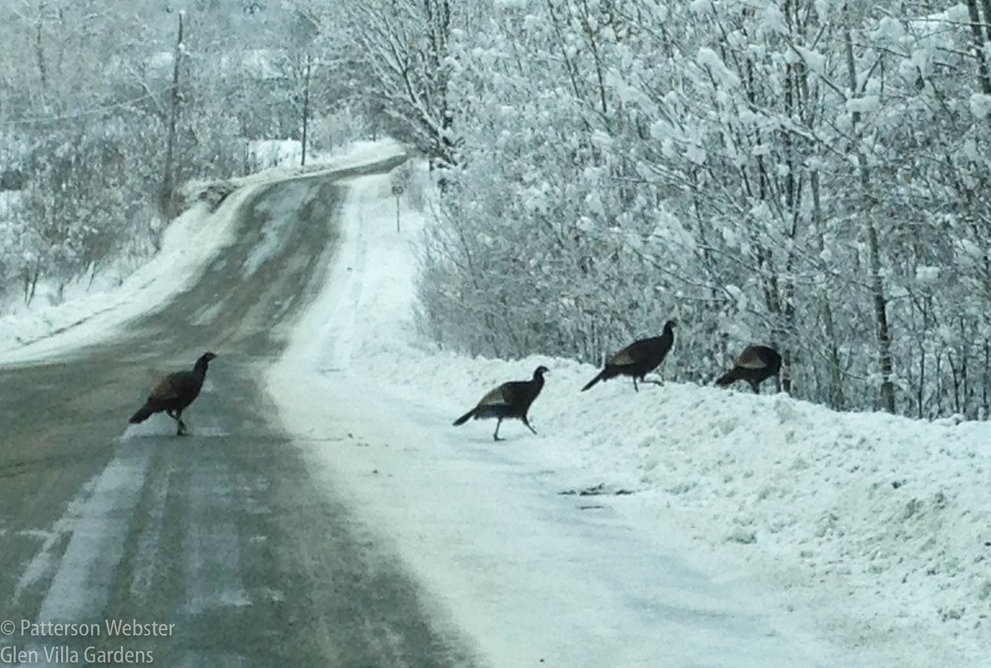 Turkeys crossed the road -- who knows why!