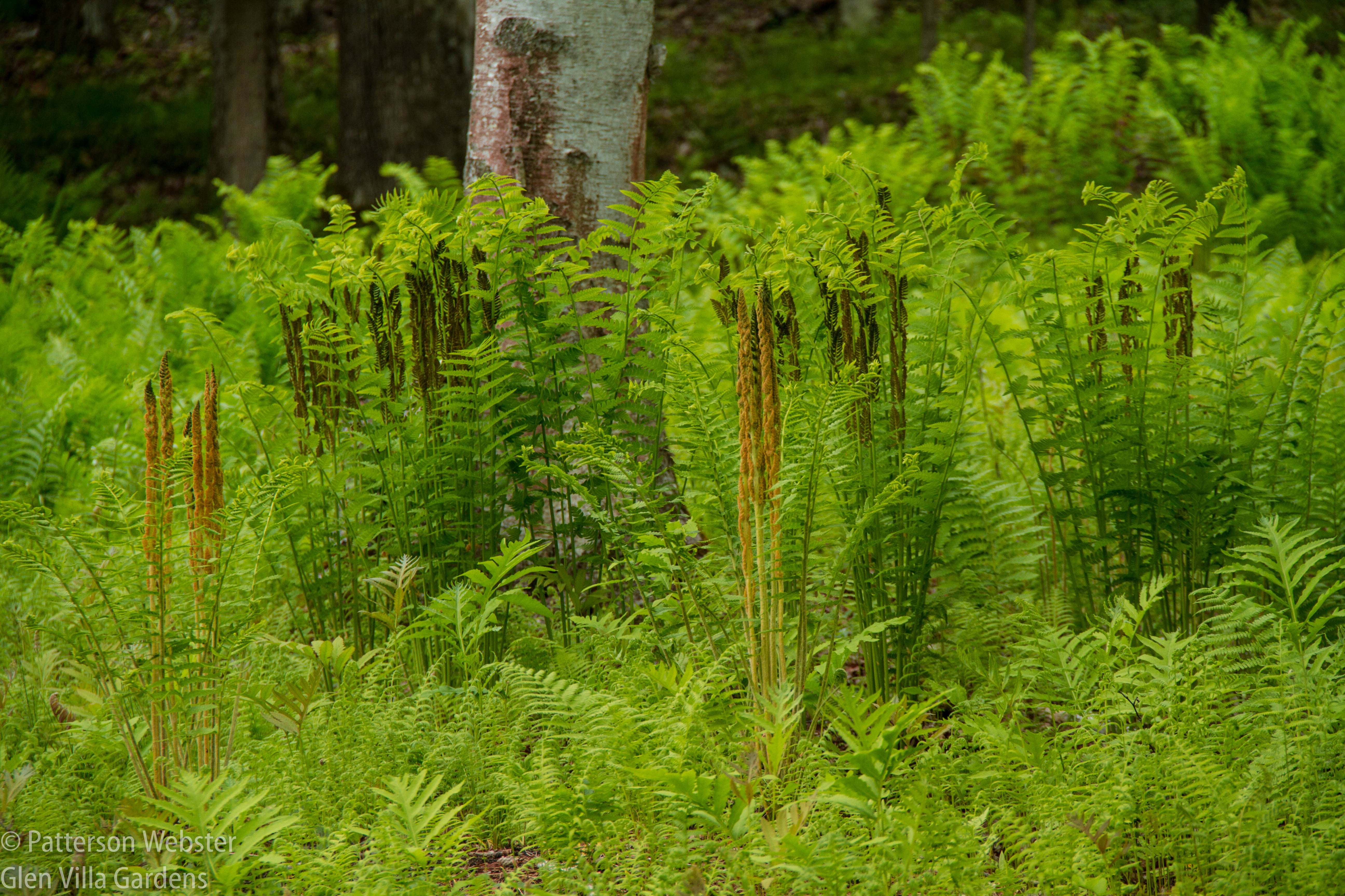 Cinnamon ferns poke their heads up.