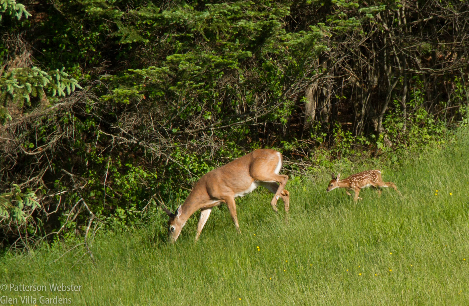 I spotted the same fawn with its mother, grazing in the field a few weeks later.