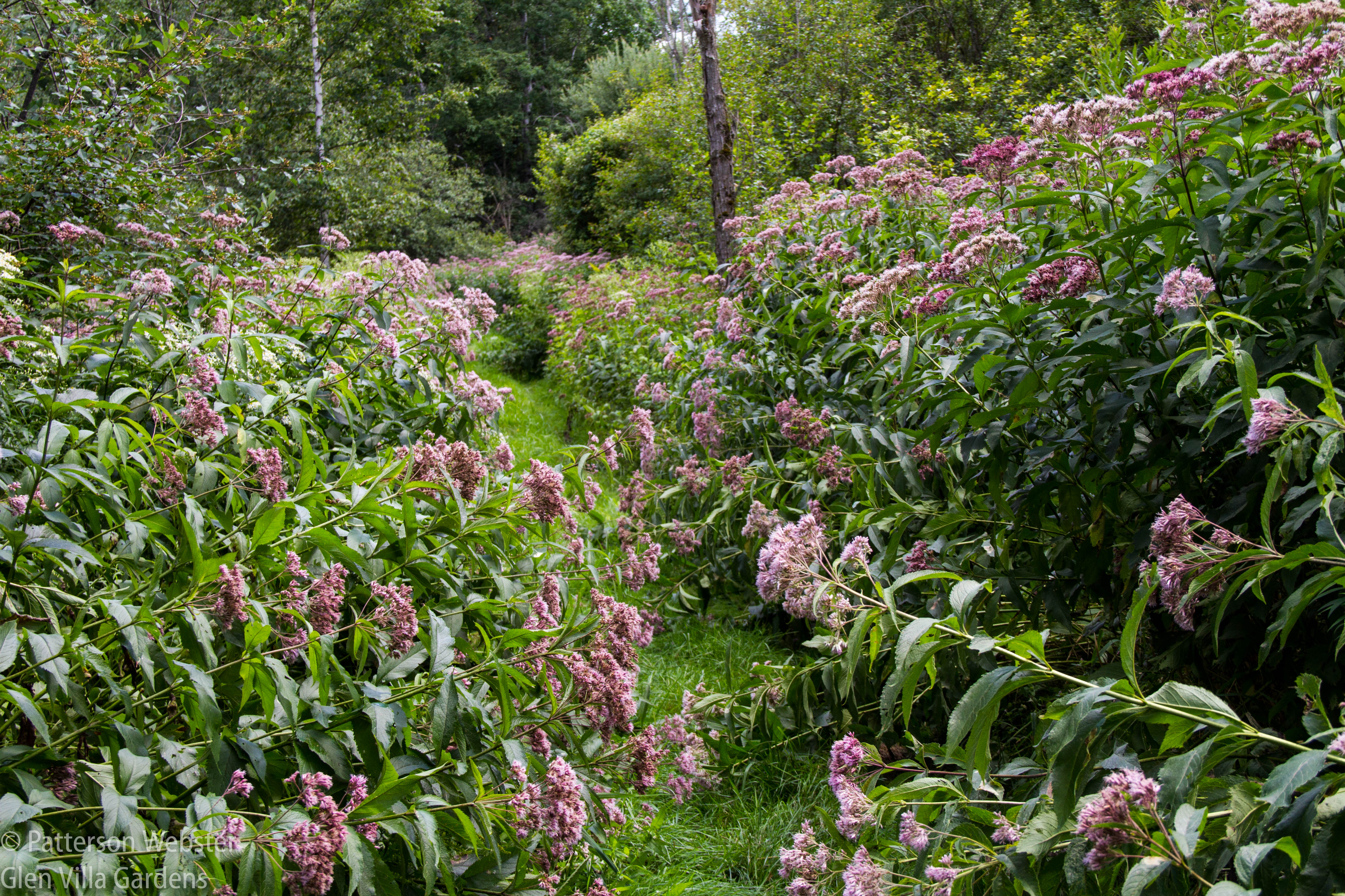 The trail through the Joe Pye weed is luscious in August. 