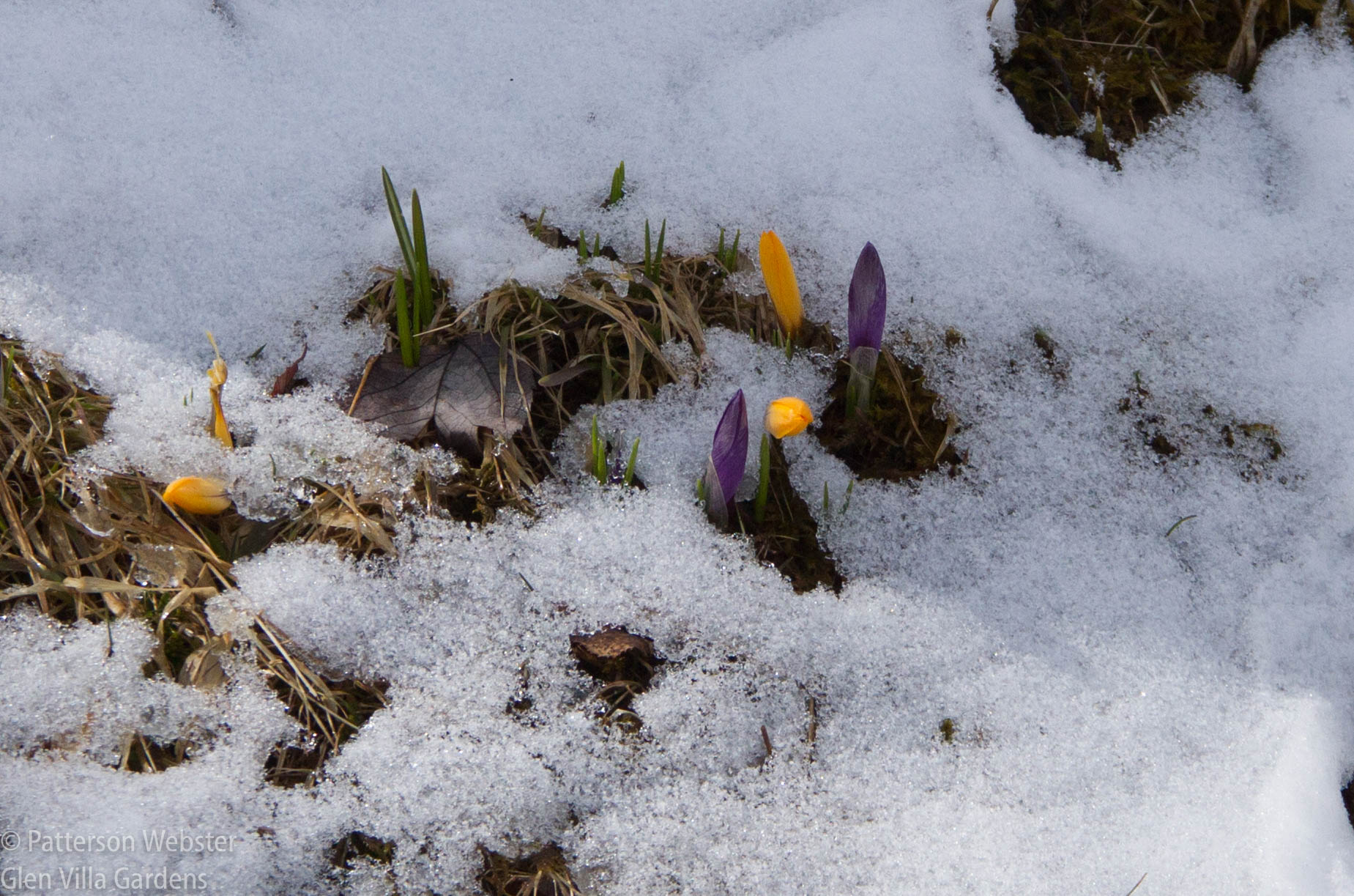 Crocus and snow -- not the ideal spring combo.