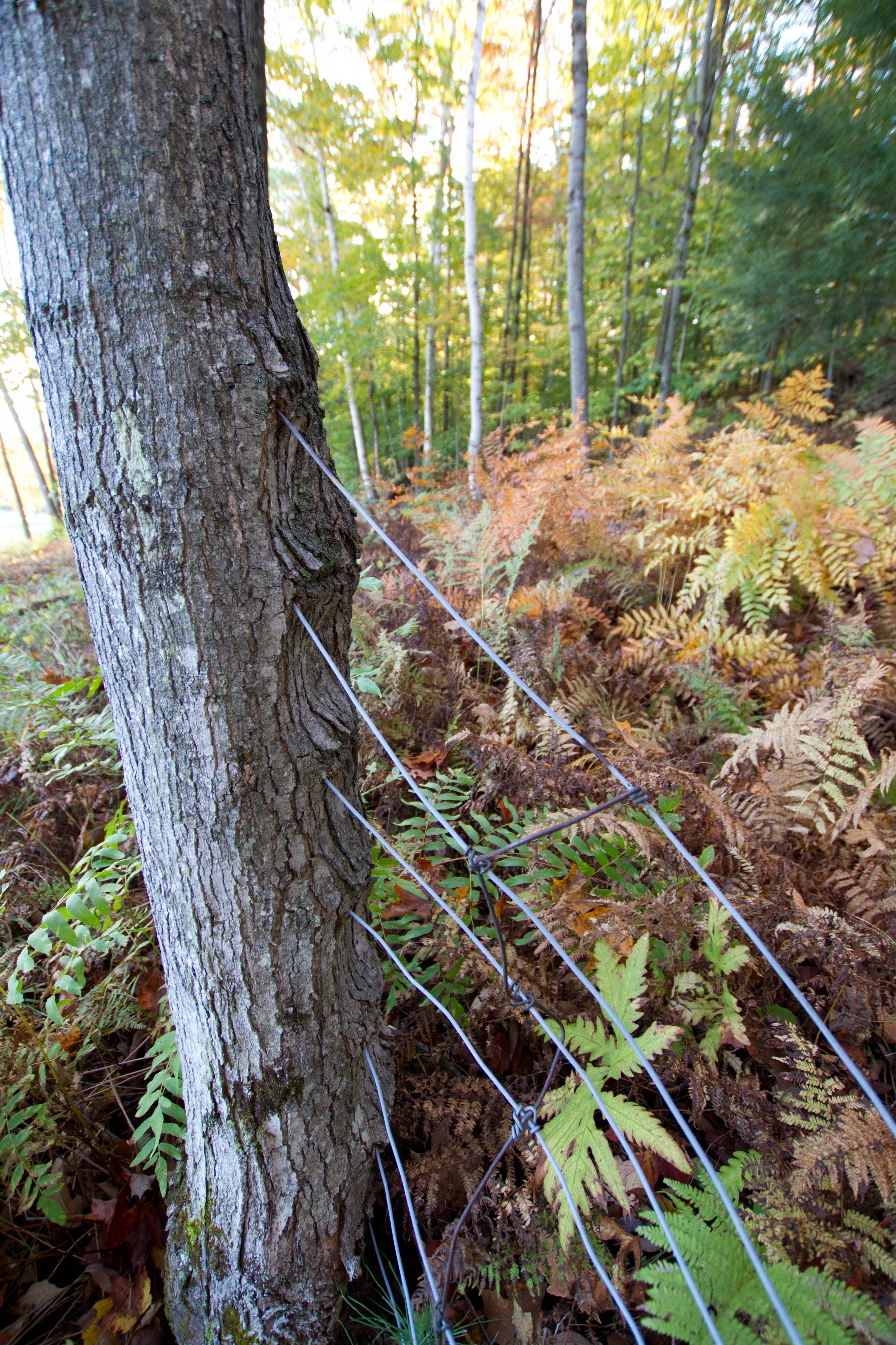 The barbed wire embedded in the maple tree was part of the fence around what is now the Upper Field. 