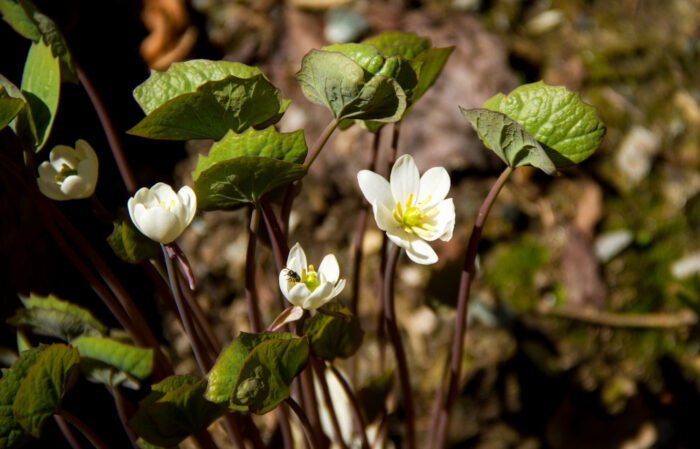 Jeffersonia diphylla grows in shady woodland conditions.