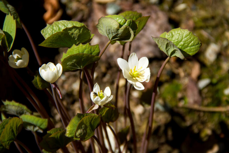 Jeffersonia diphylla grows in shady woodland conditions. Jeffersonia diphylla grows in shady woodland conditions.
