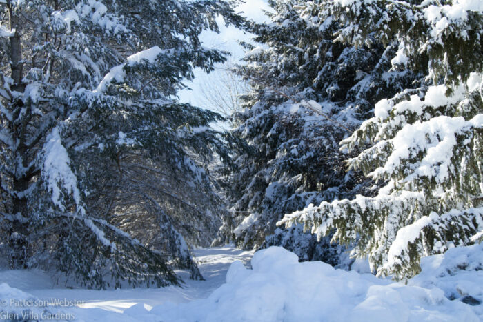 A narrow road runs between these evergreens but you wouldn