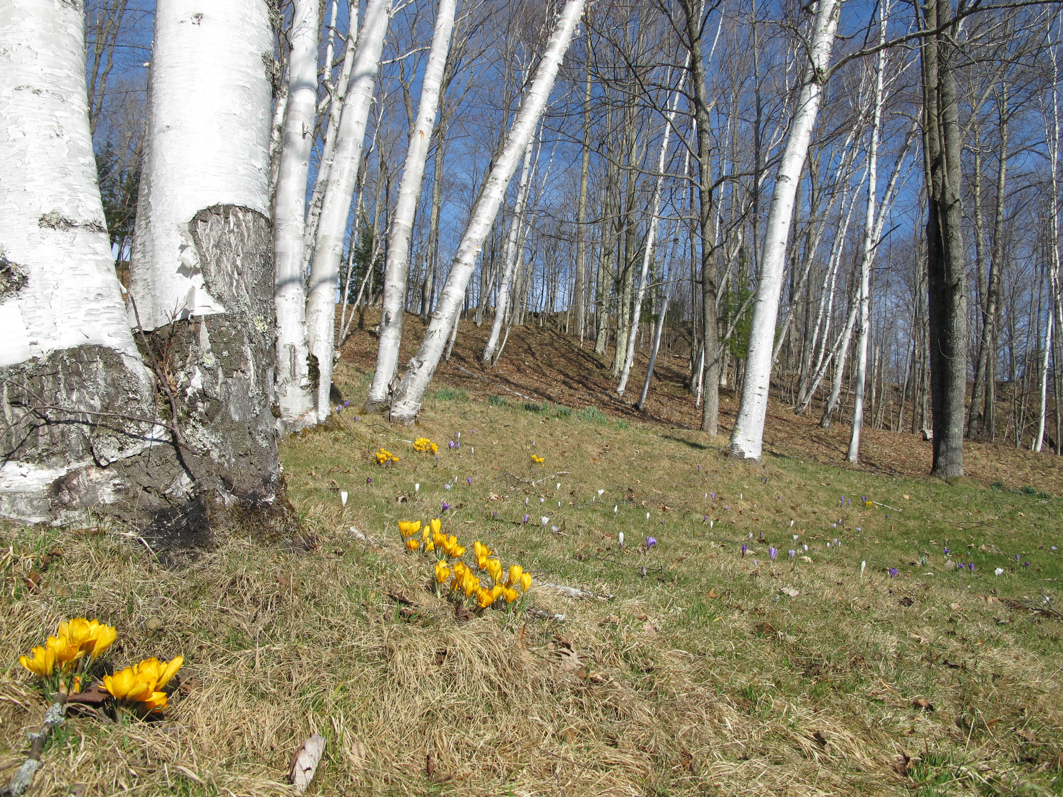 These crocus were lighting up the hillside on April 4, 2010.
