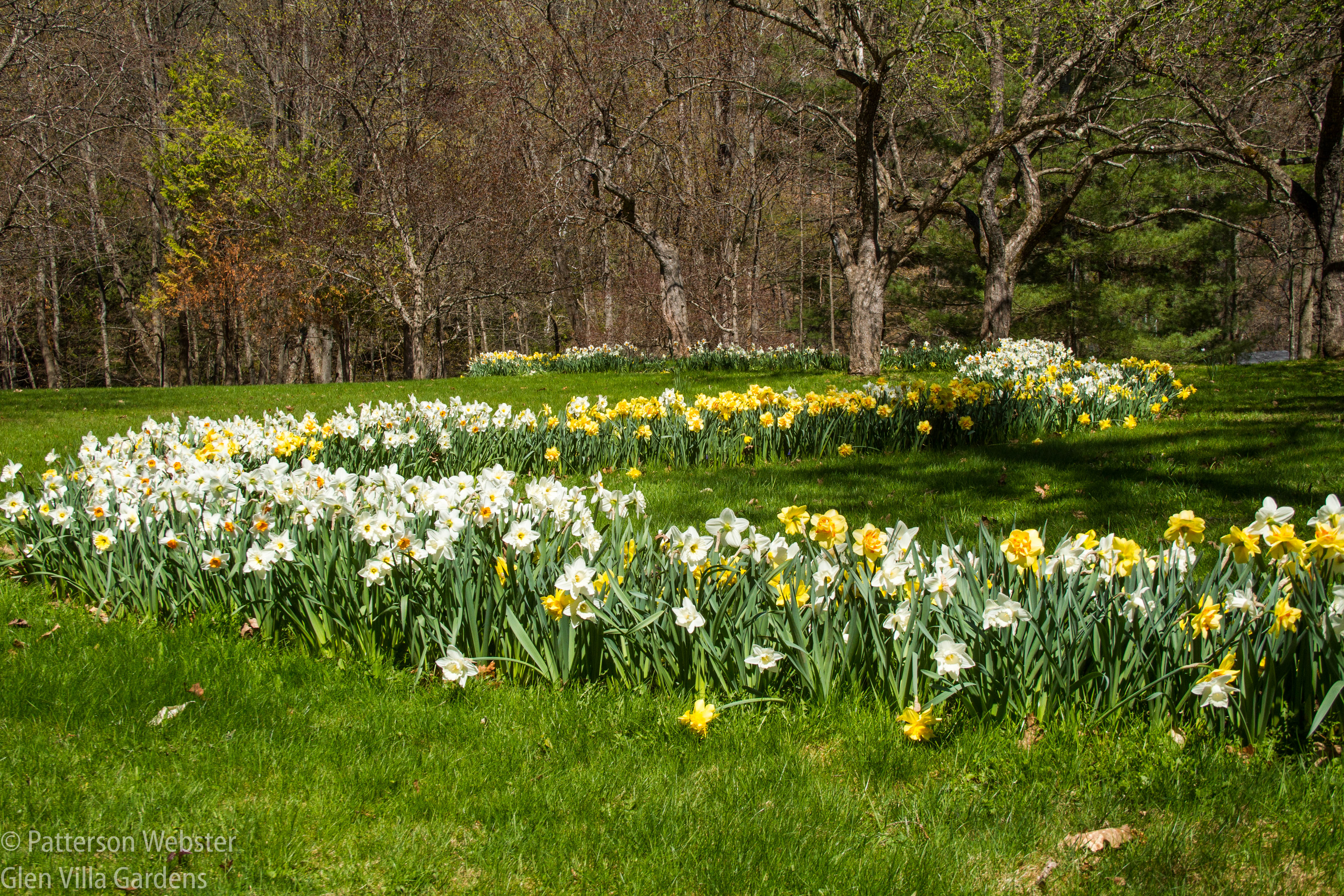 Daffodils scribble their way across the grass at the Dragon's Tail.