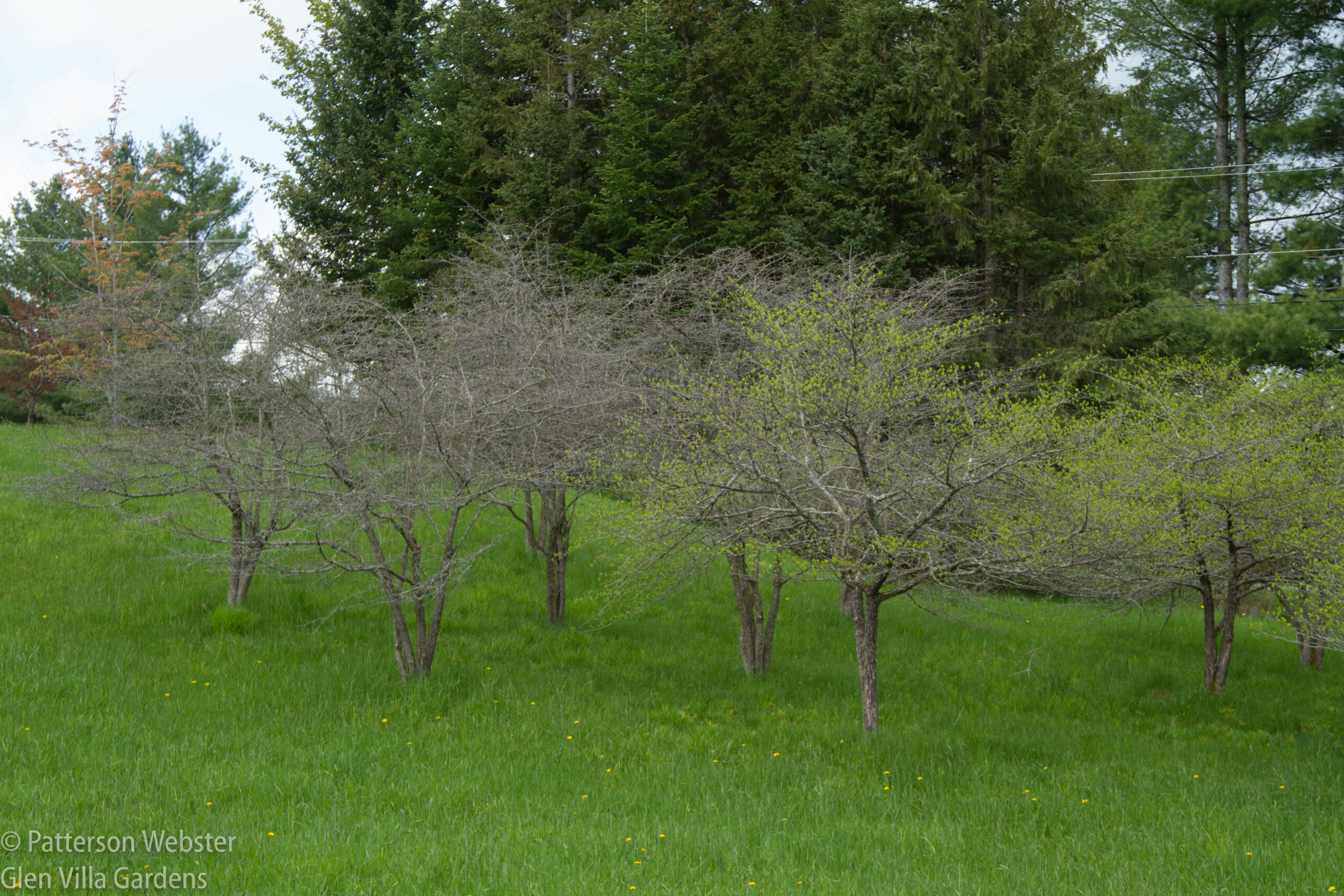 The hawthorn trees higher up the hill aren