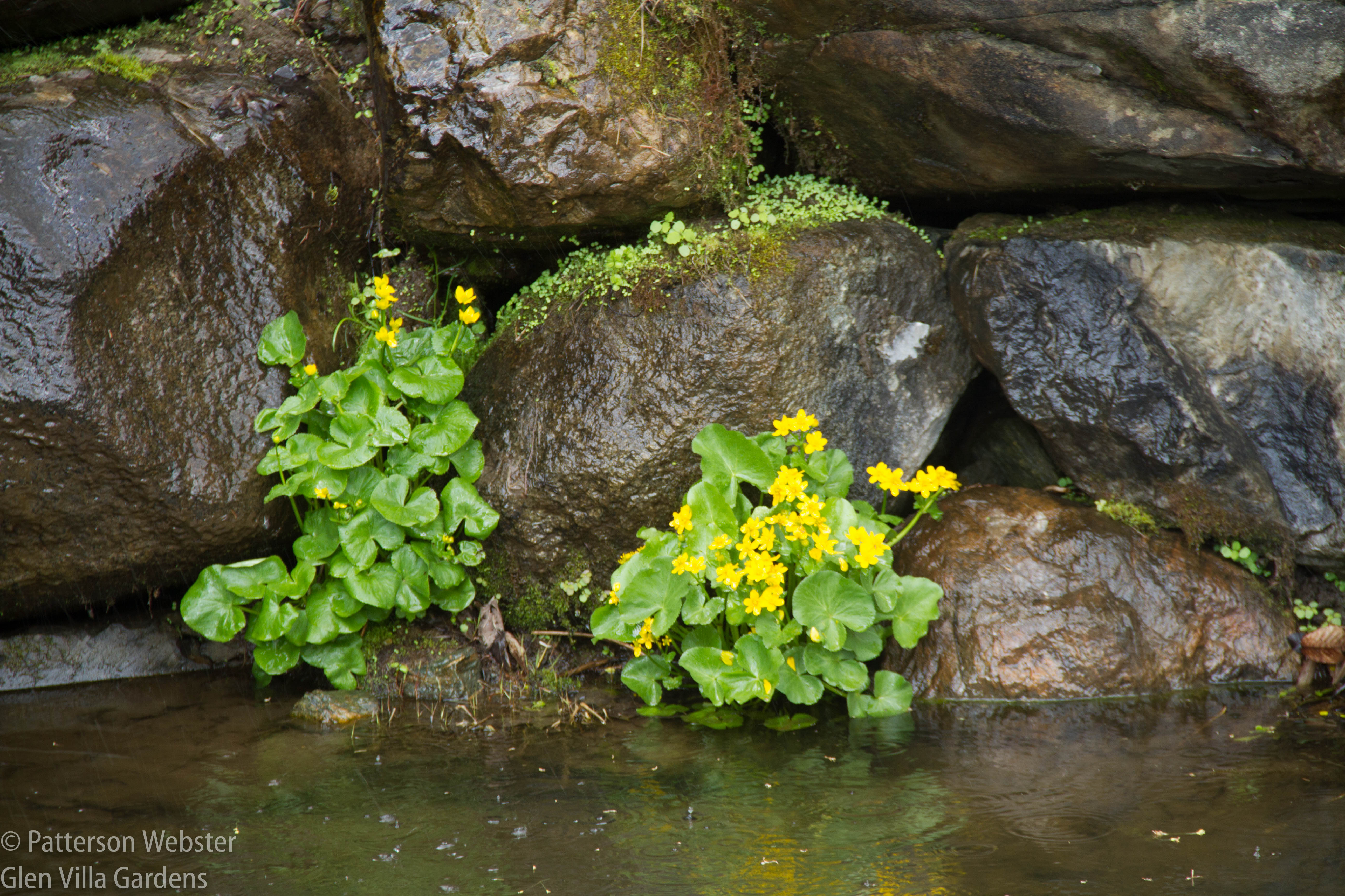 The bright yellow blossoms stand out nicely against the dark rock behind.