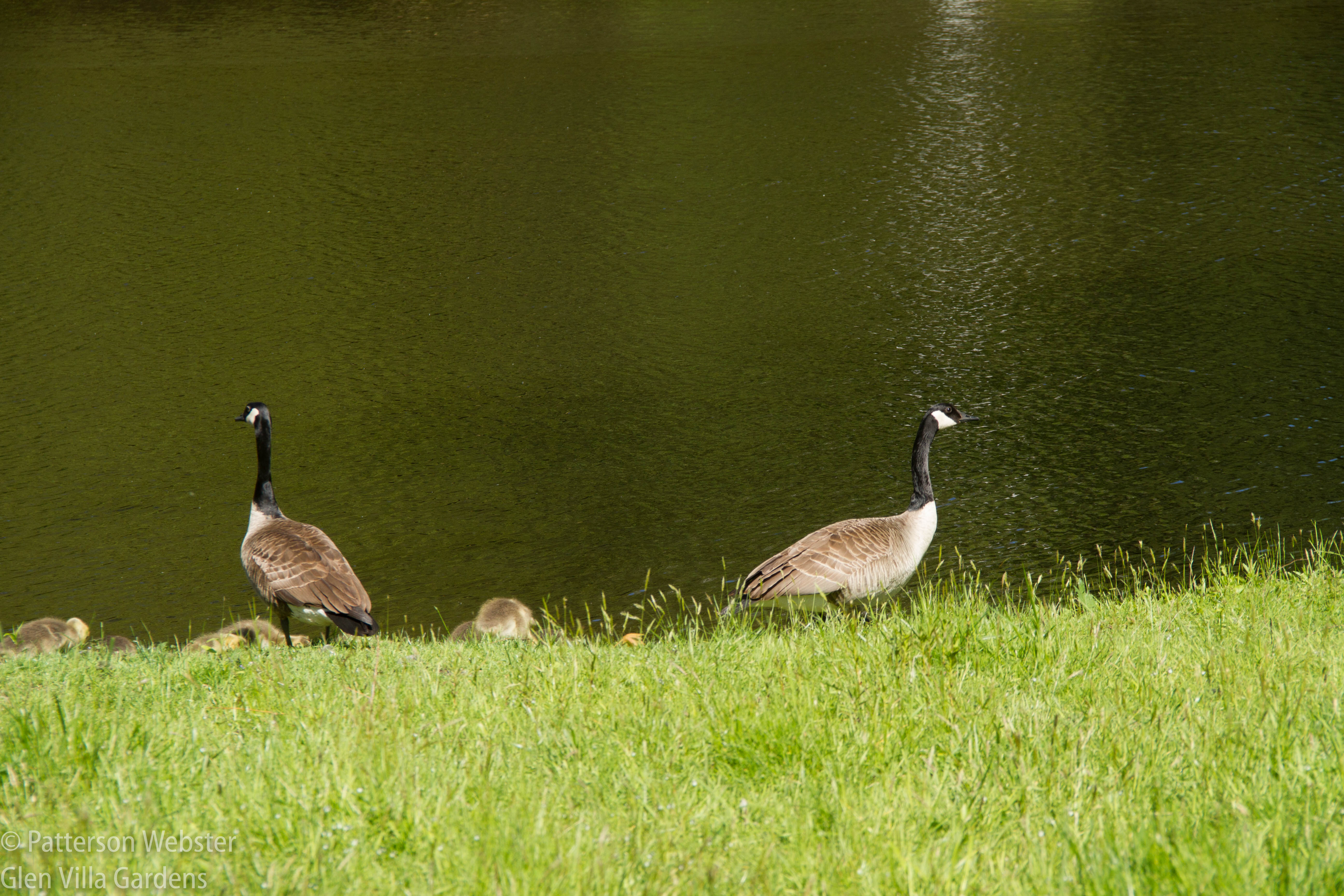 I often saw the parents standing like this, on either side of the gaggle of goslings, looking out for danger.